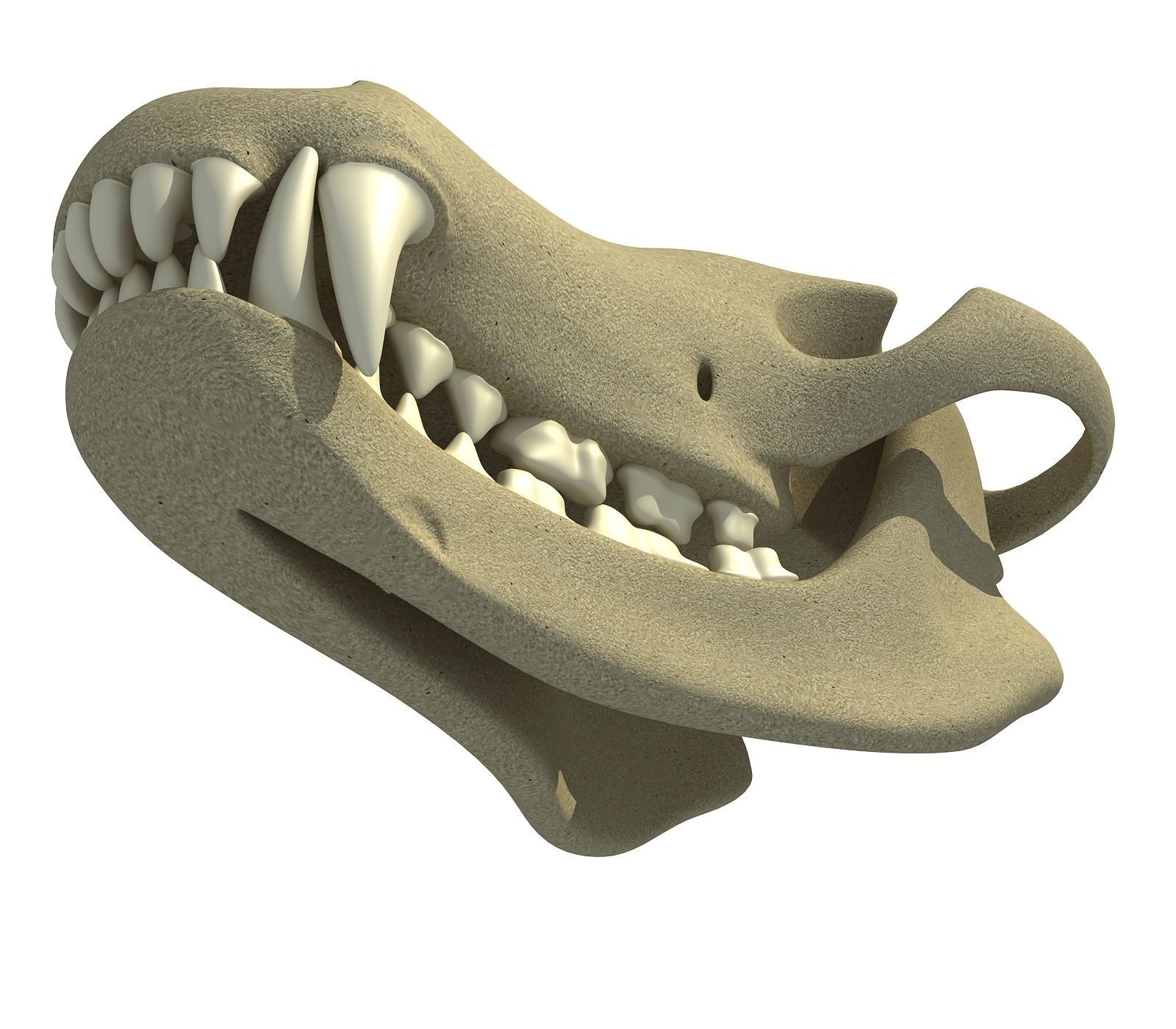 Wolf Fox Skull 3D model_4