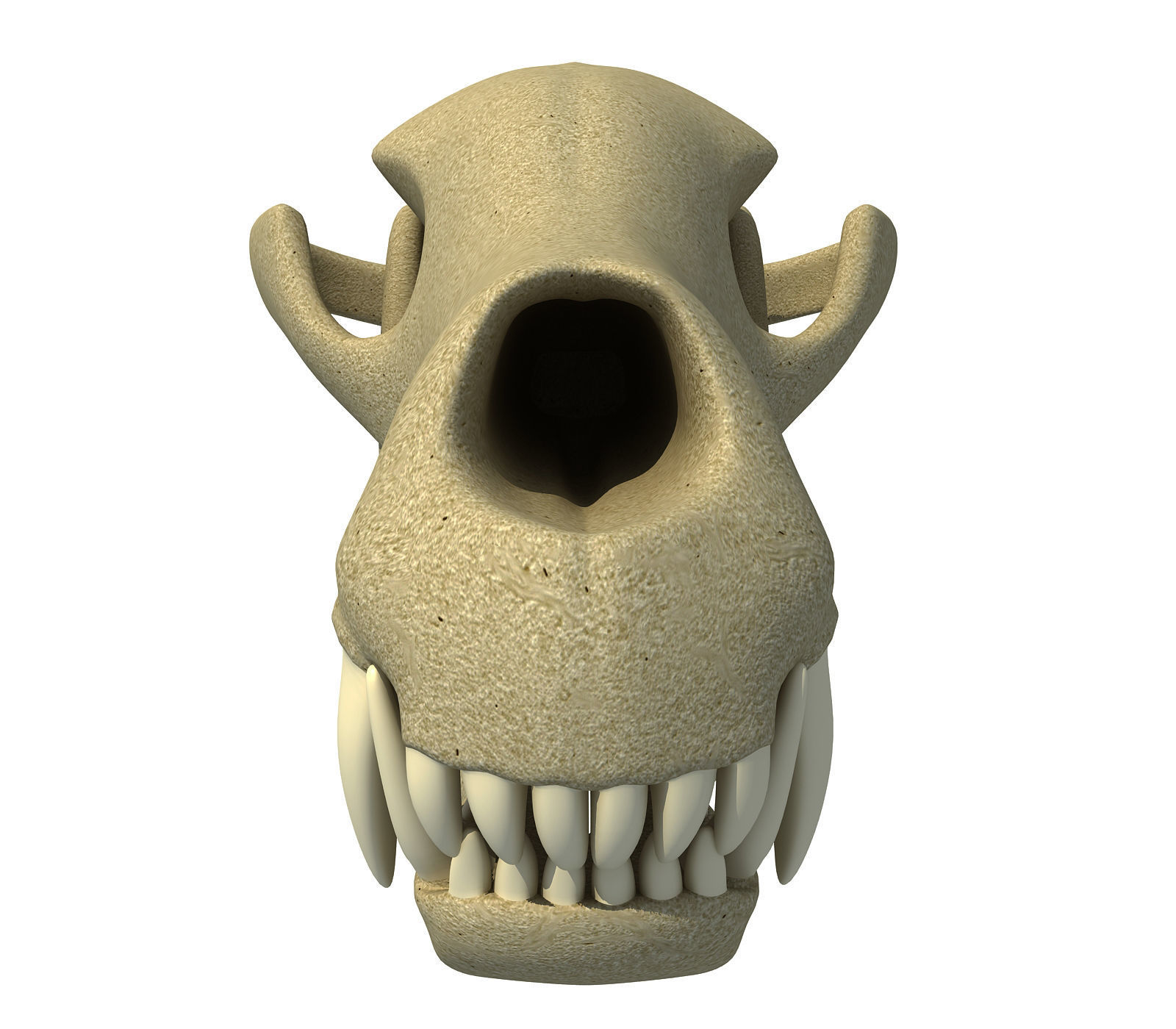 Wolf Fox Skull 3D model_3