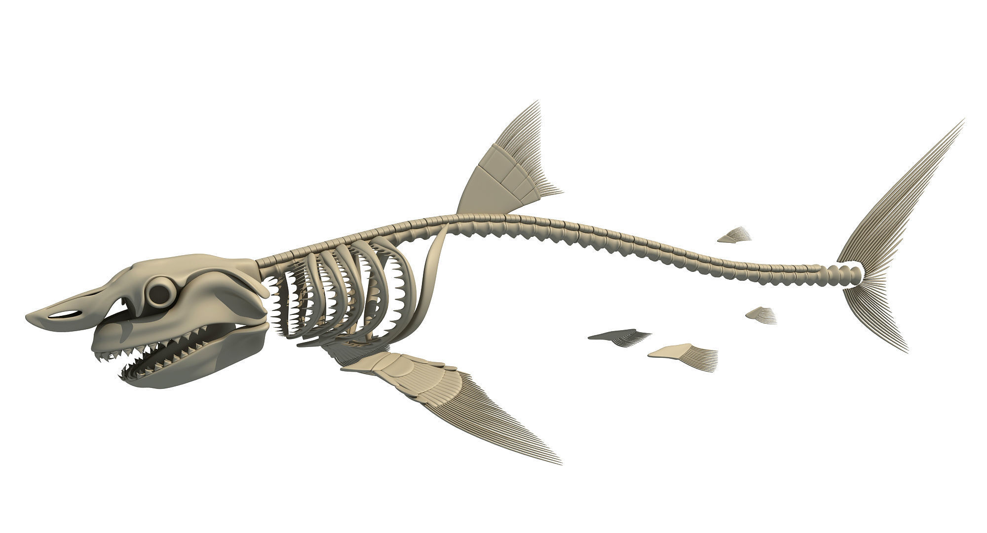 White Shark and Dolphin Skeletons 3D model_6