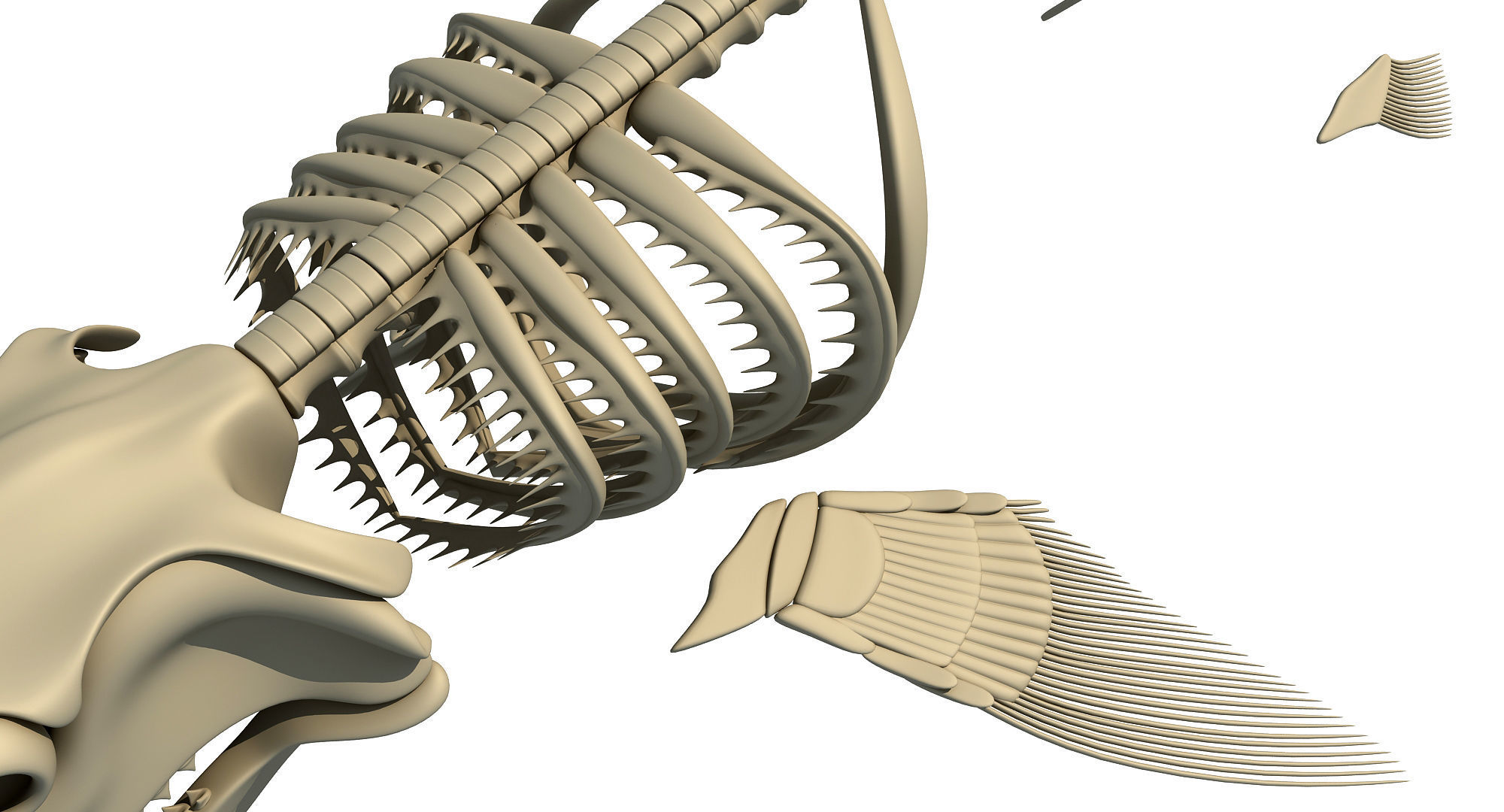 White Shark and Dolphin Skeletons 3D model_25