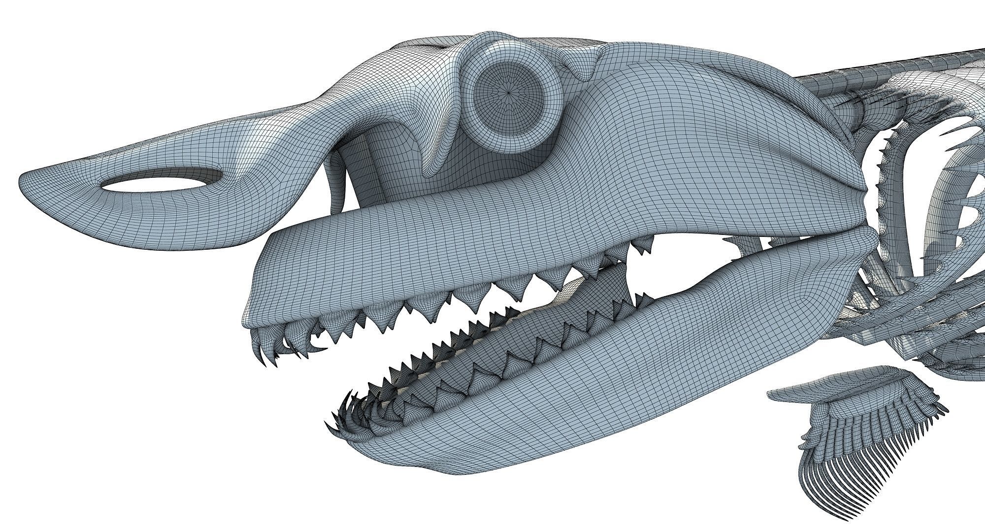 White Shark and Dolphin Skeletons 3D model_33