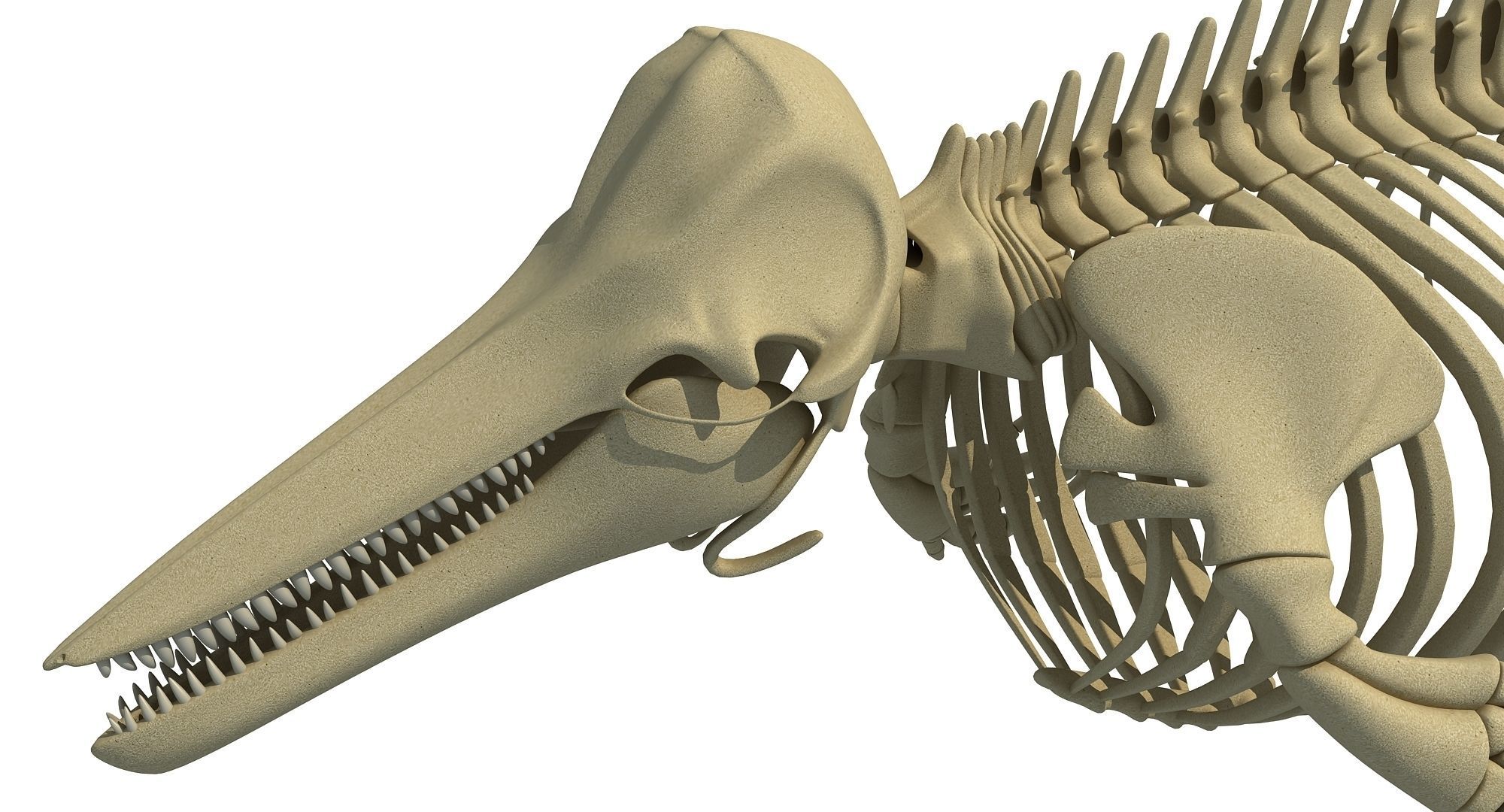 White Shark and Dolphin Skeletons 3D model_26