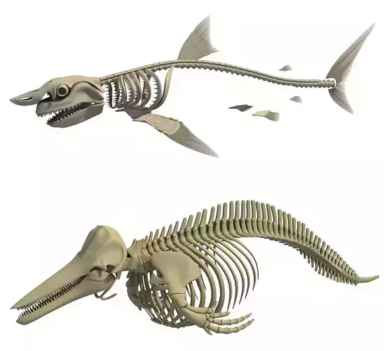 White Shark and Dolphin Skeletons 3D model