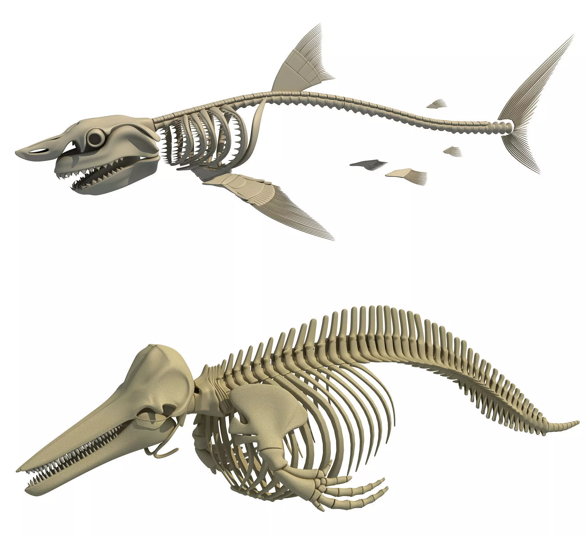 White Shark and Dolphin Skeletons 3D model_0