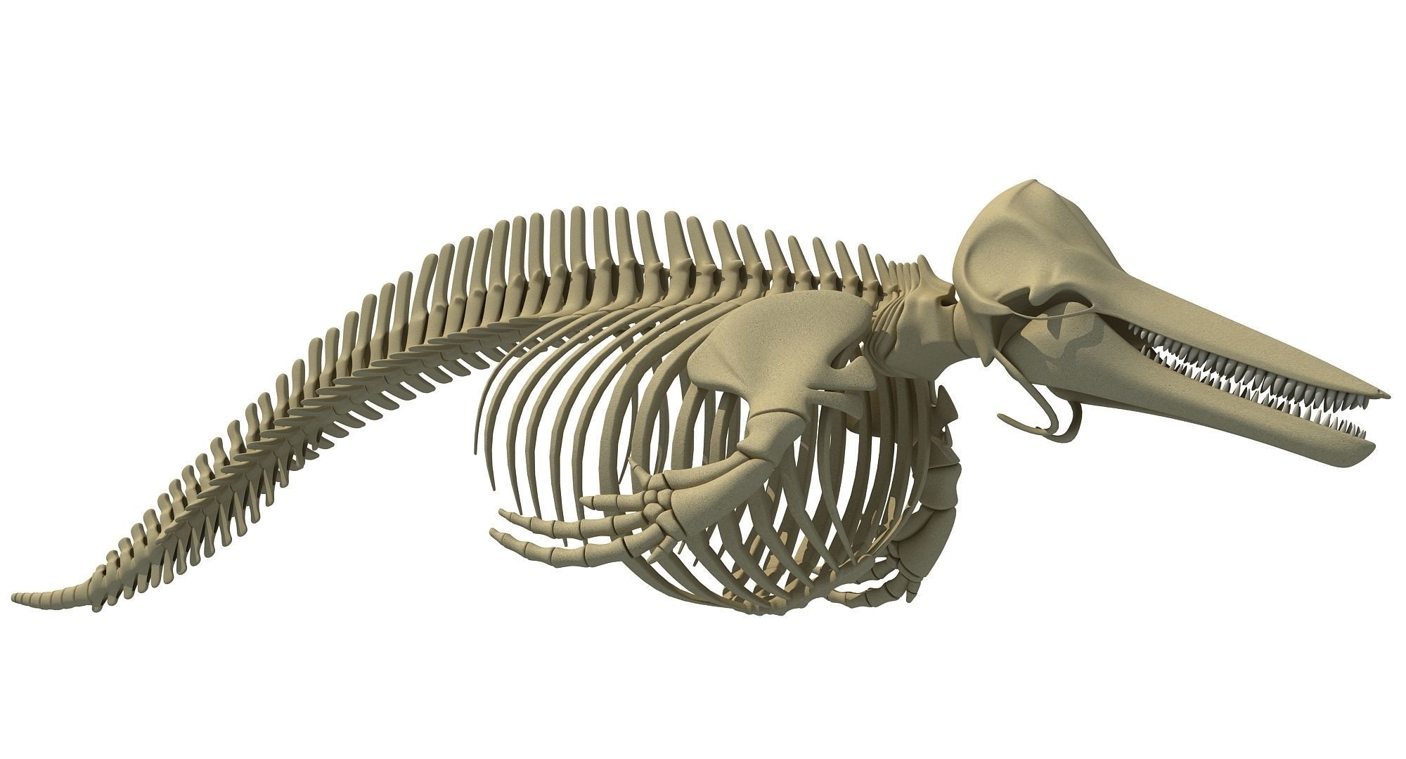 White Shark and Dolphin Skeletons 3D model_7