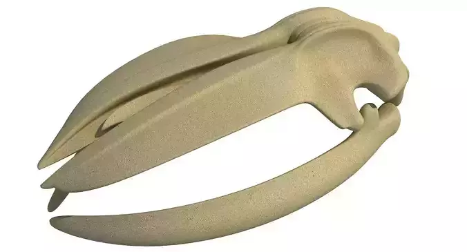 Whale Bone Skull 3D model