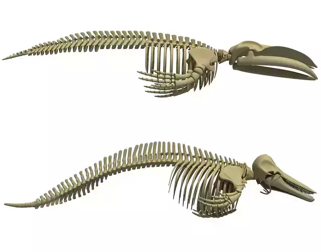 Detailed Whale and Dolphin Skeleton 3D model