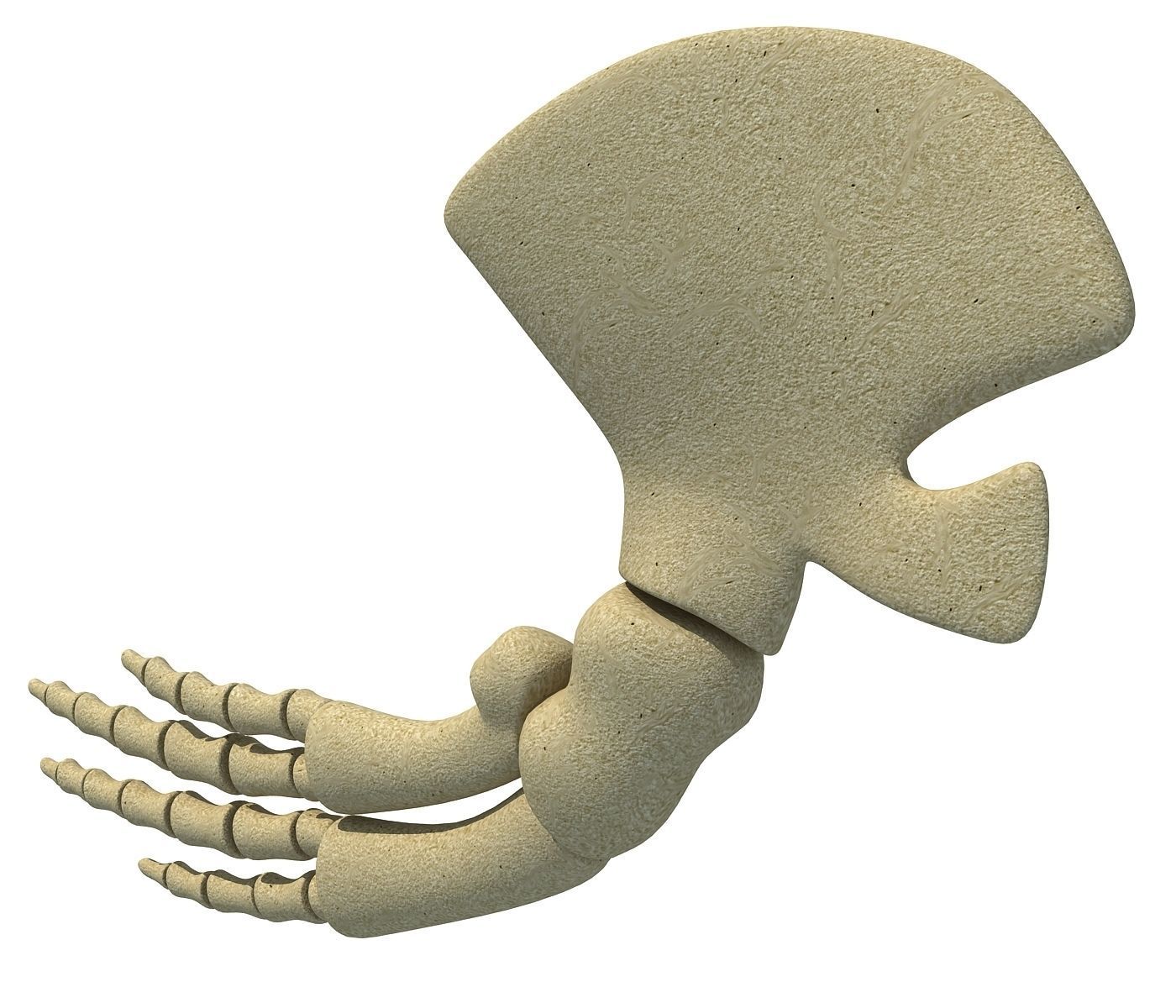 Whale Flipper Shoulder Bones 3D model_4