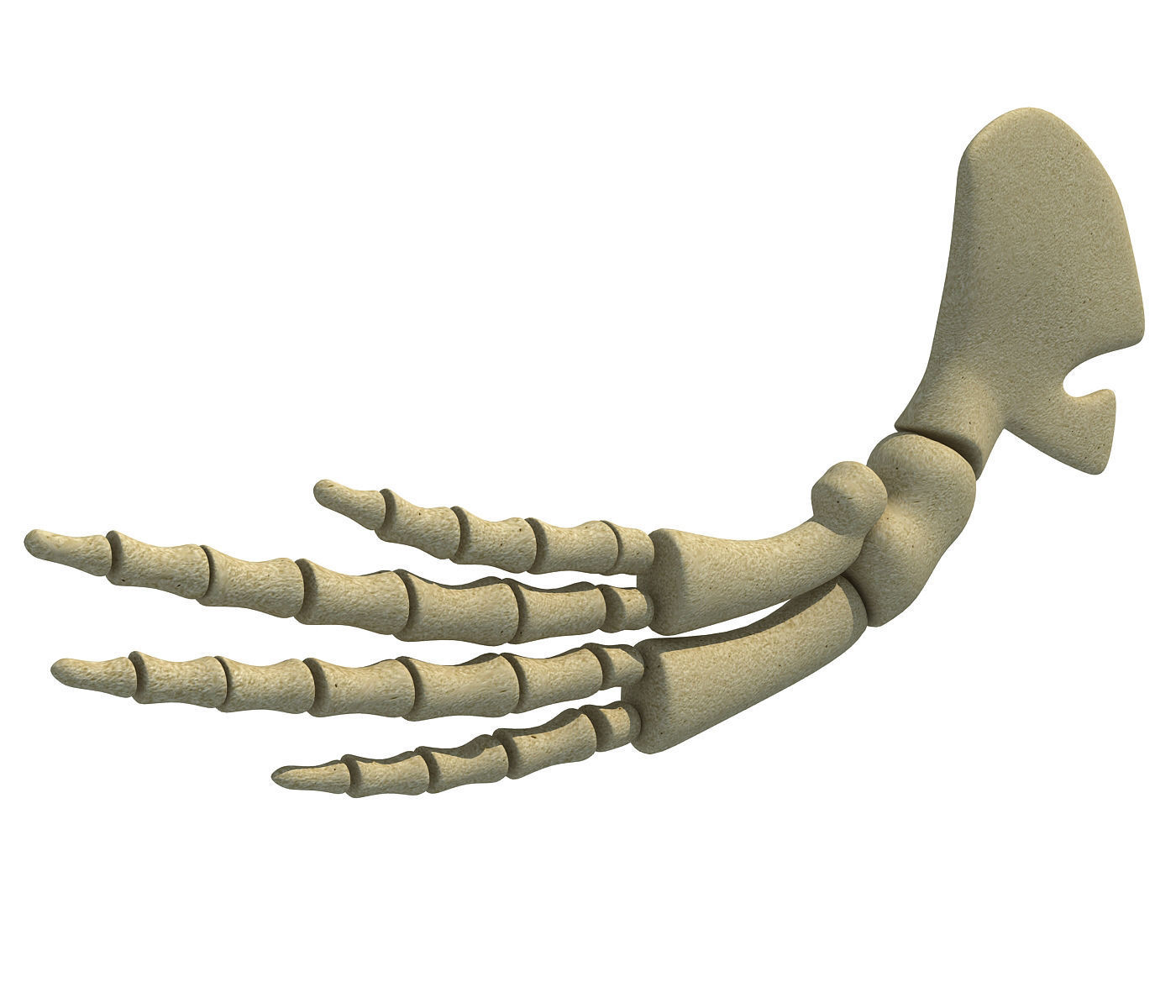 Whale Flipper Shoulder Bones 3D model_1
