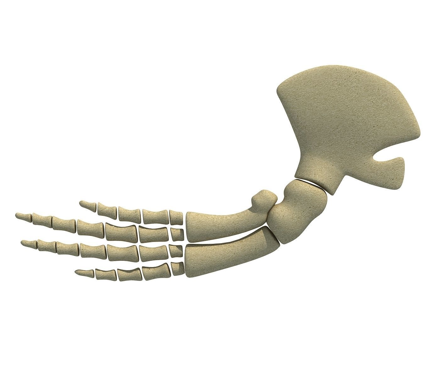 Whale Flipper Shoulder Bones 3D model_3
