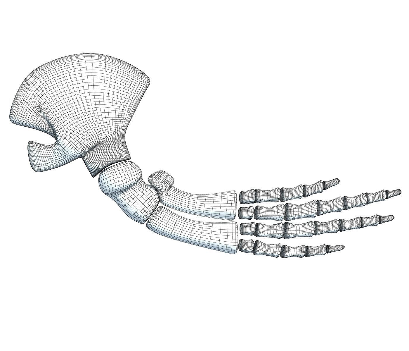 Whale Flipper Shoulder Bones 3D model_6