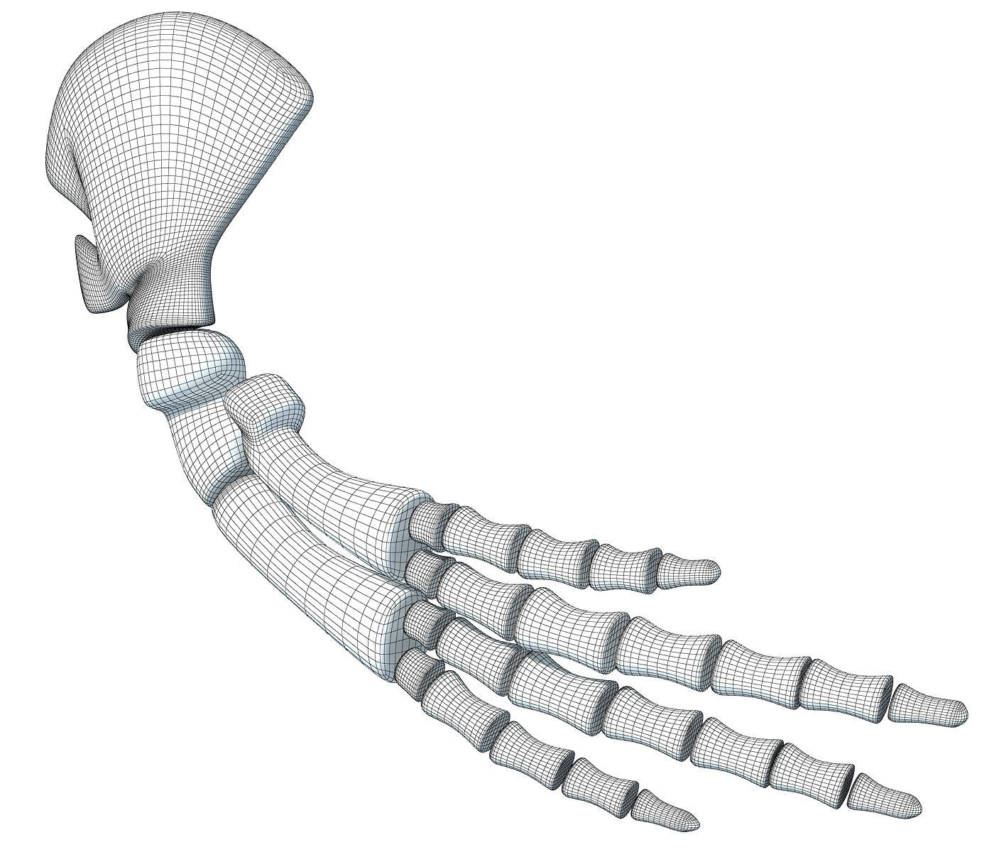 Whale Flipper Shoulder Bones 3D model_5
