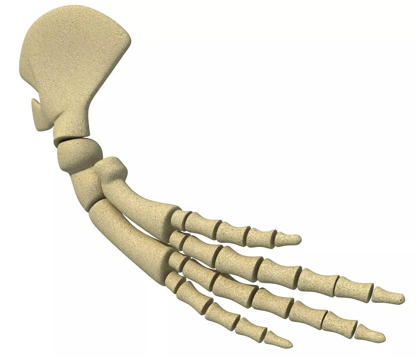 Whale Flipper Shoulder Bones 3D model_0
