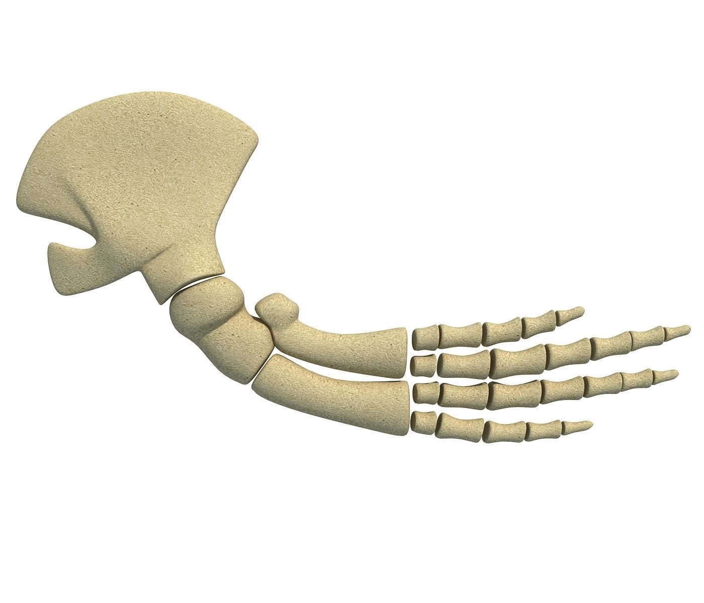 Whale Flipper Shoulder Bones 3D model_2