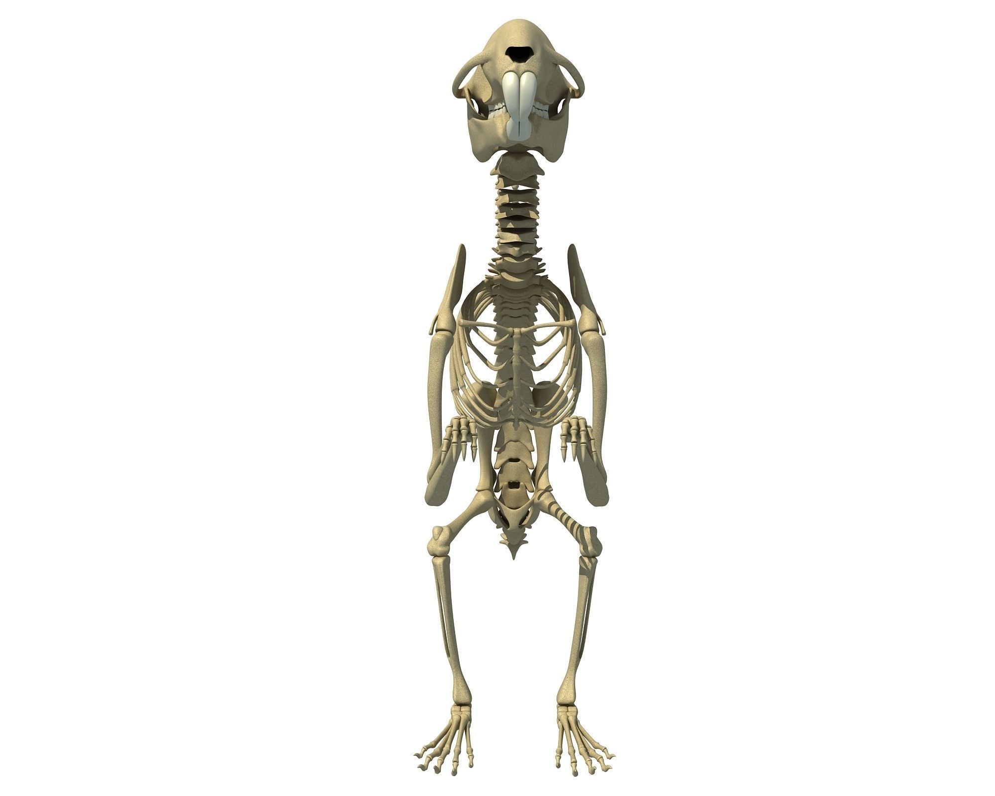 Squirrel Skeleton 3D model_8