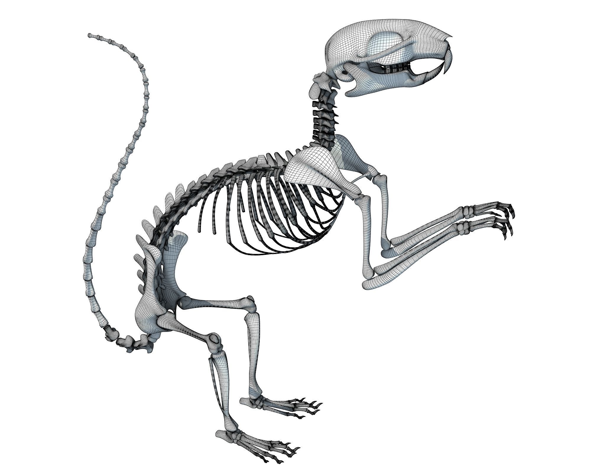 Squirrel Skeleton 3D model_14