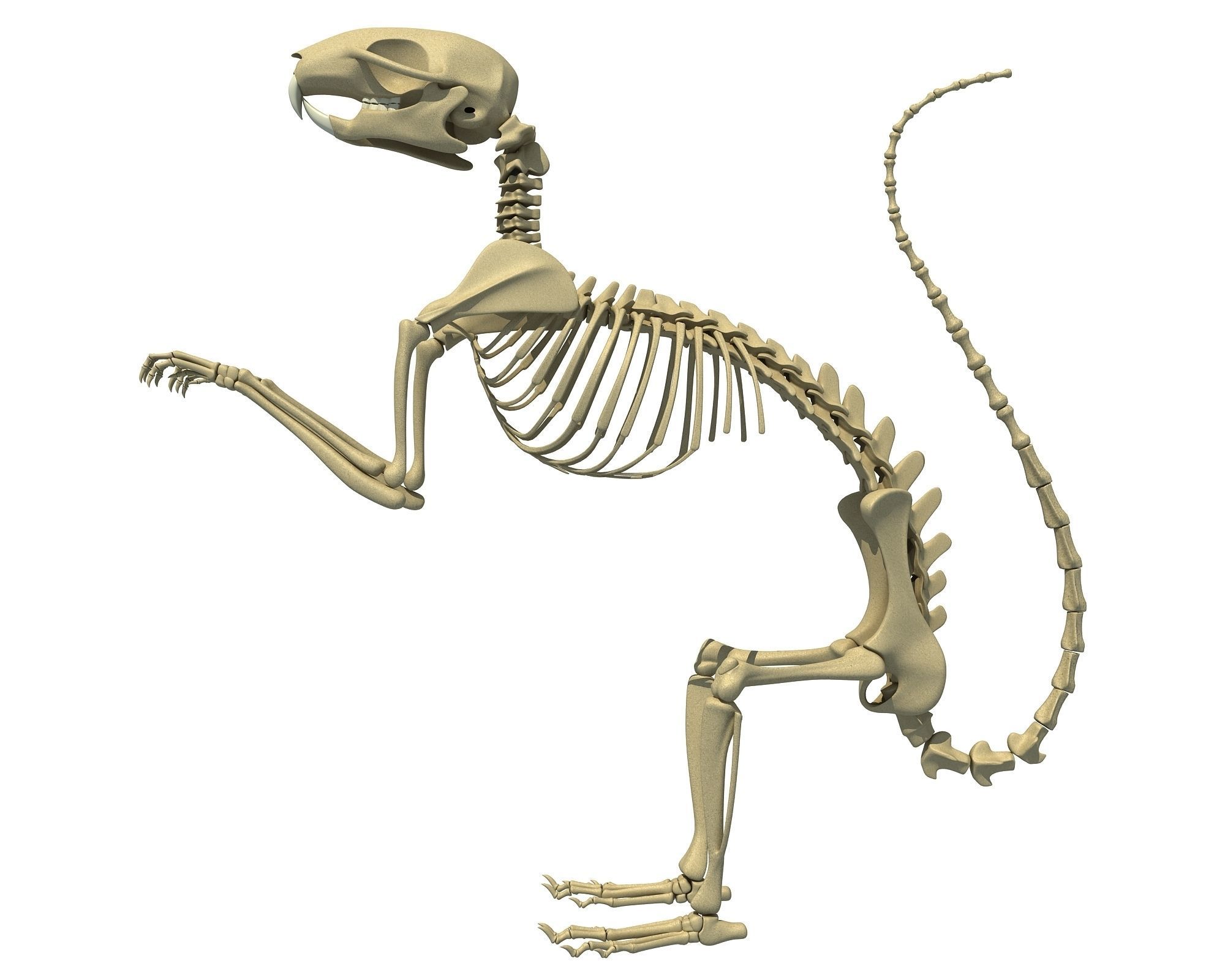 Squirrel Skeleton 3D model_5