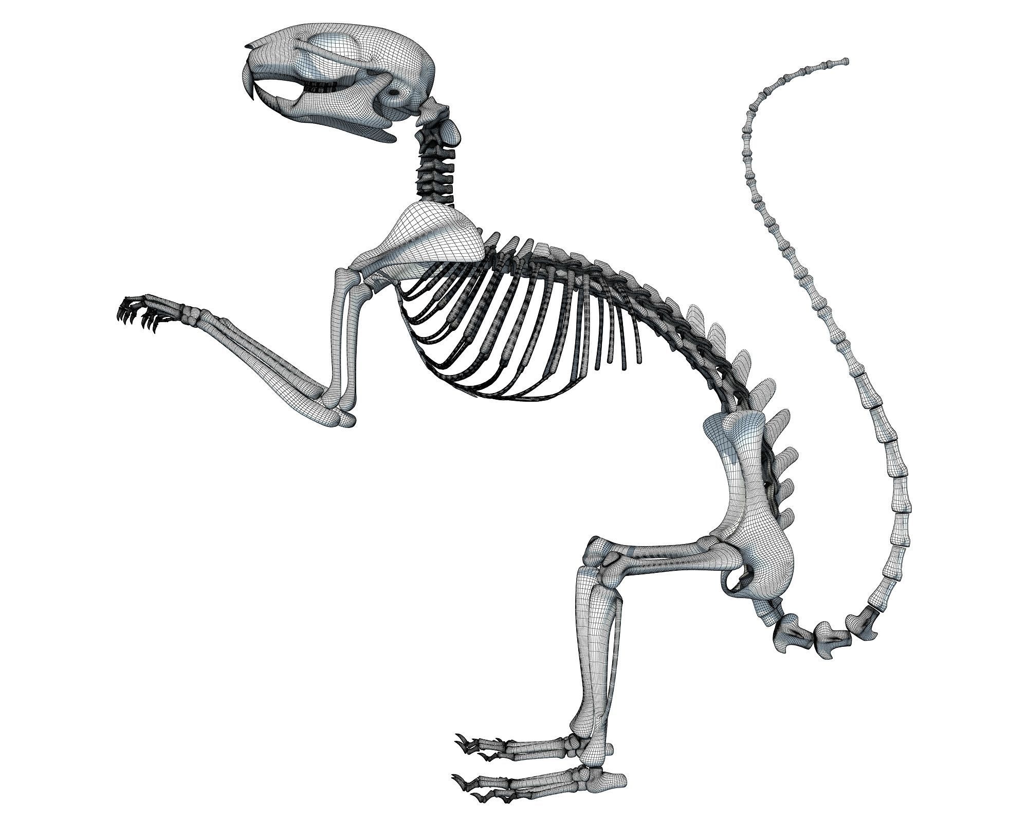 Squirrel Skeleton 3D model_15