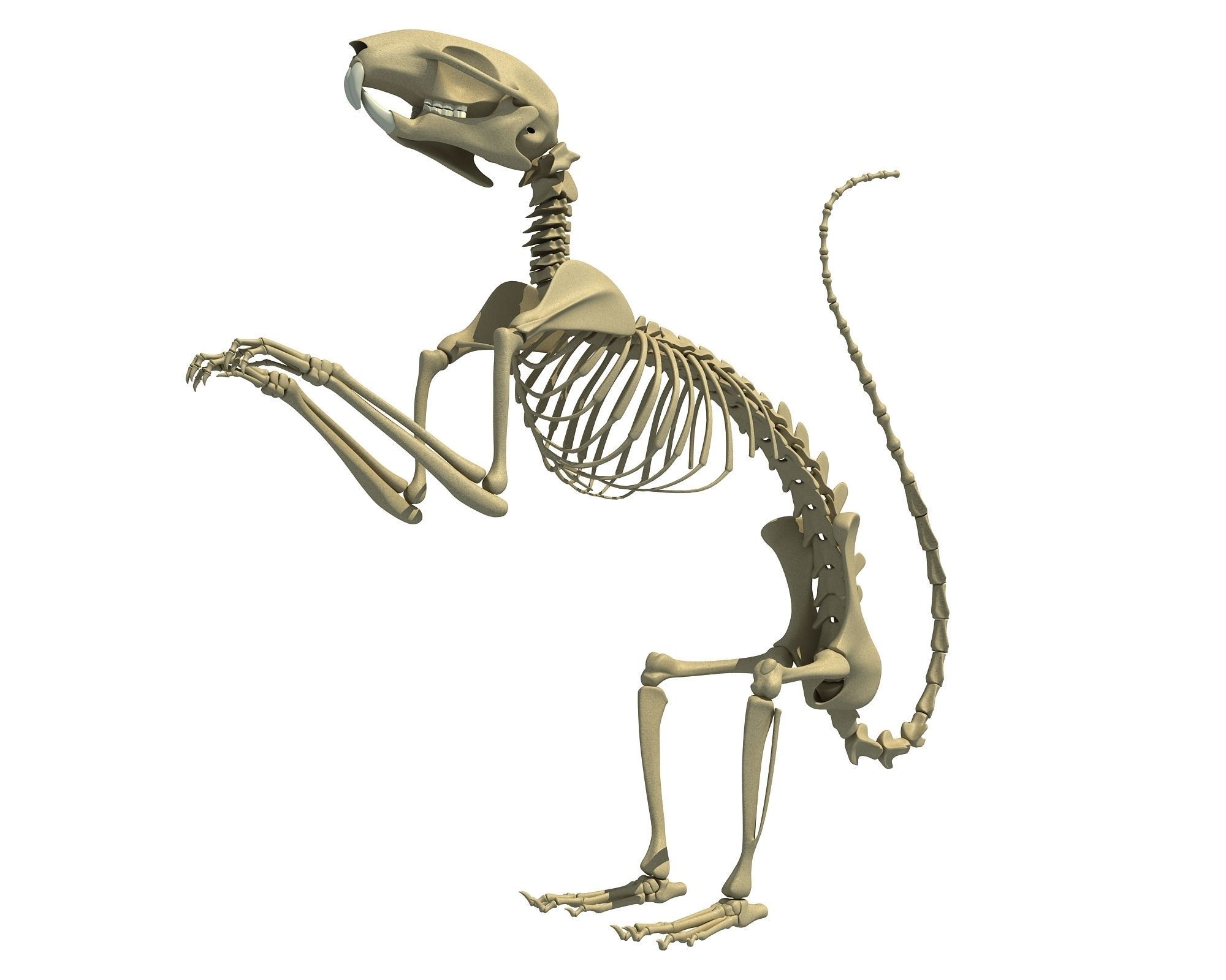 Squirrel Skeleton 3D model_1