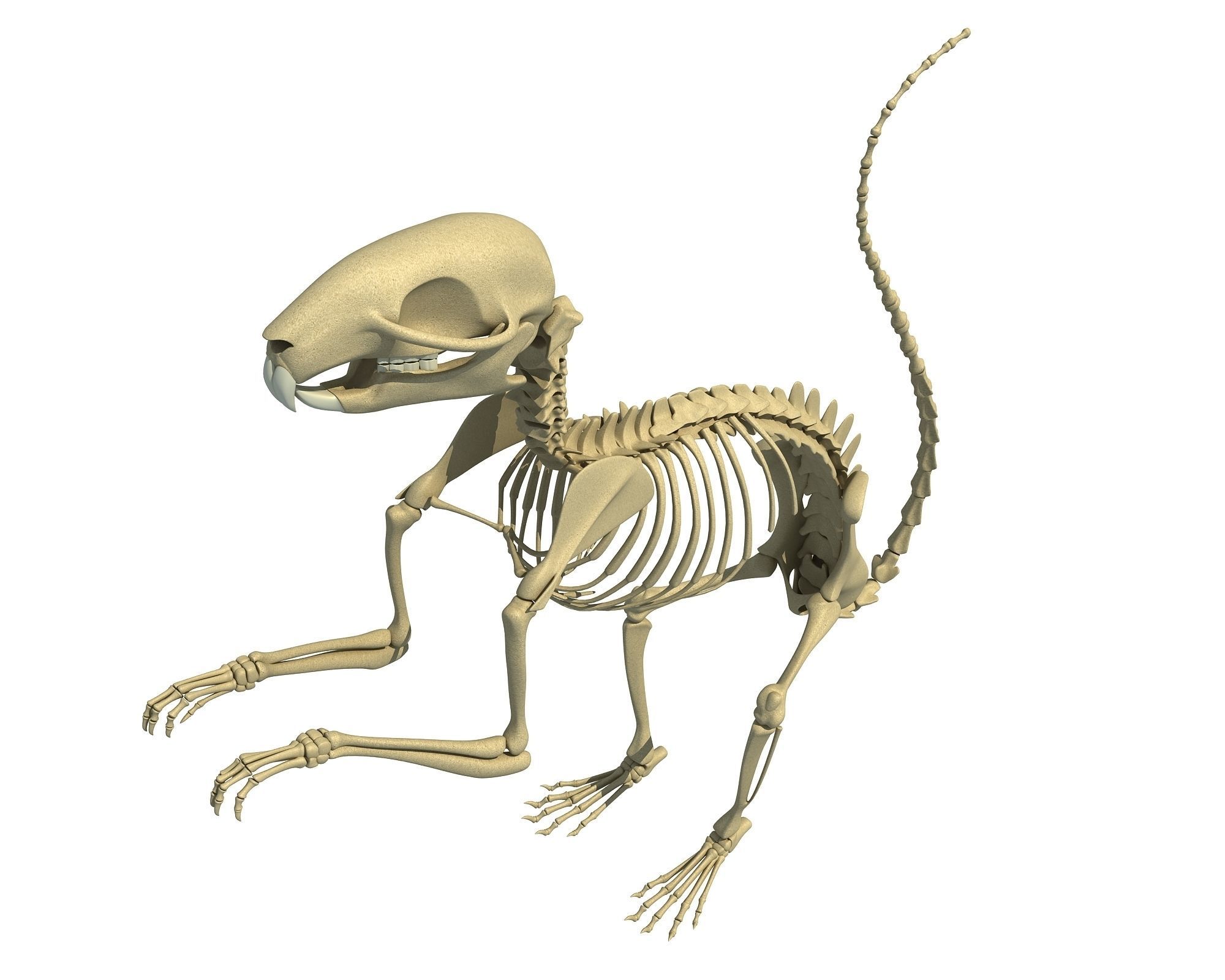 Squirrel Skeleton 3D model_6