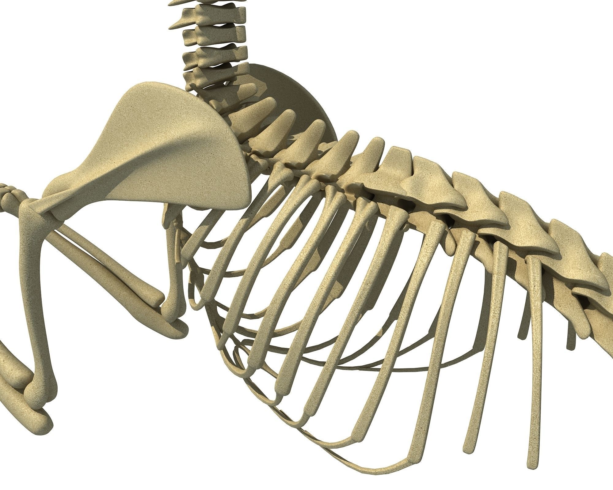 Squirrel Skeleton 3D model_12