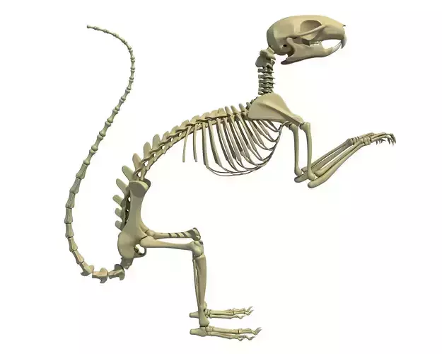 Squirrel Skeleton 3D model