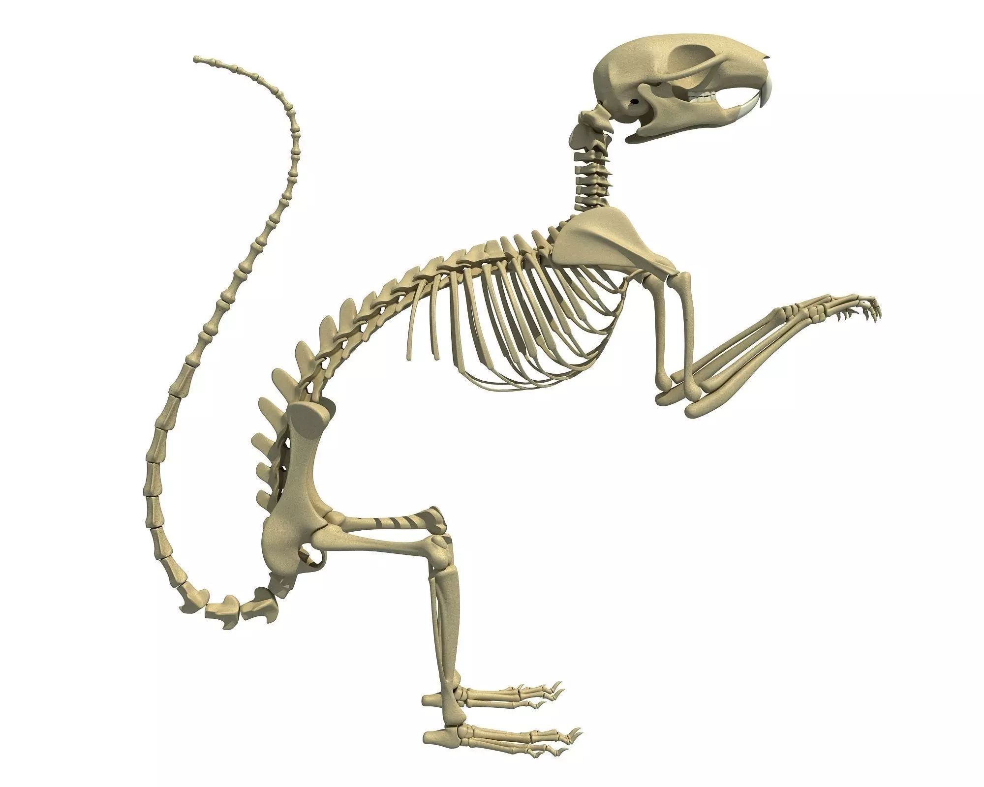 Squirrel Skeleton 3D model_0