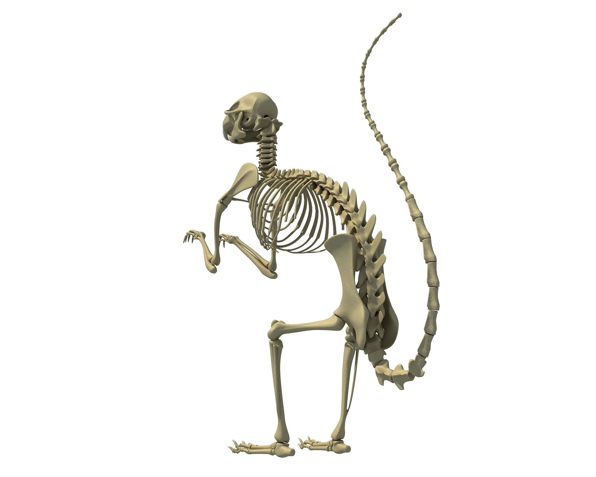 Squirrel Skeleton 3D model_4