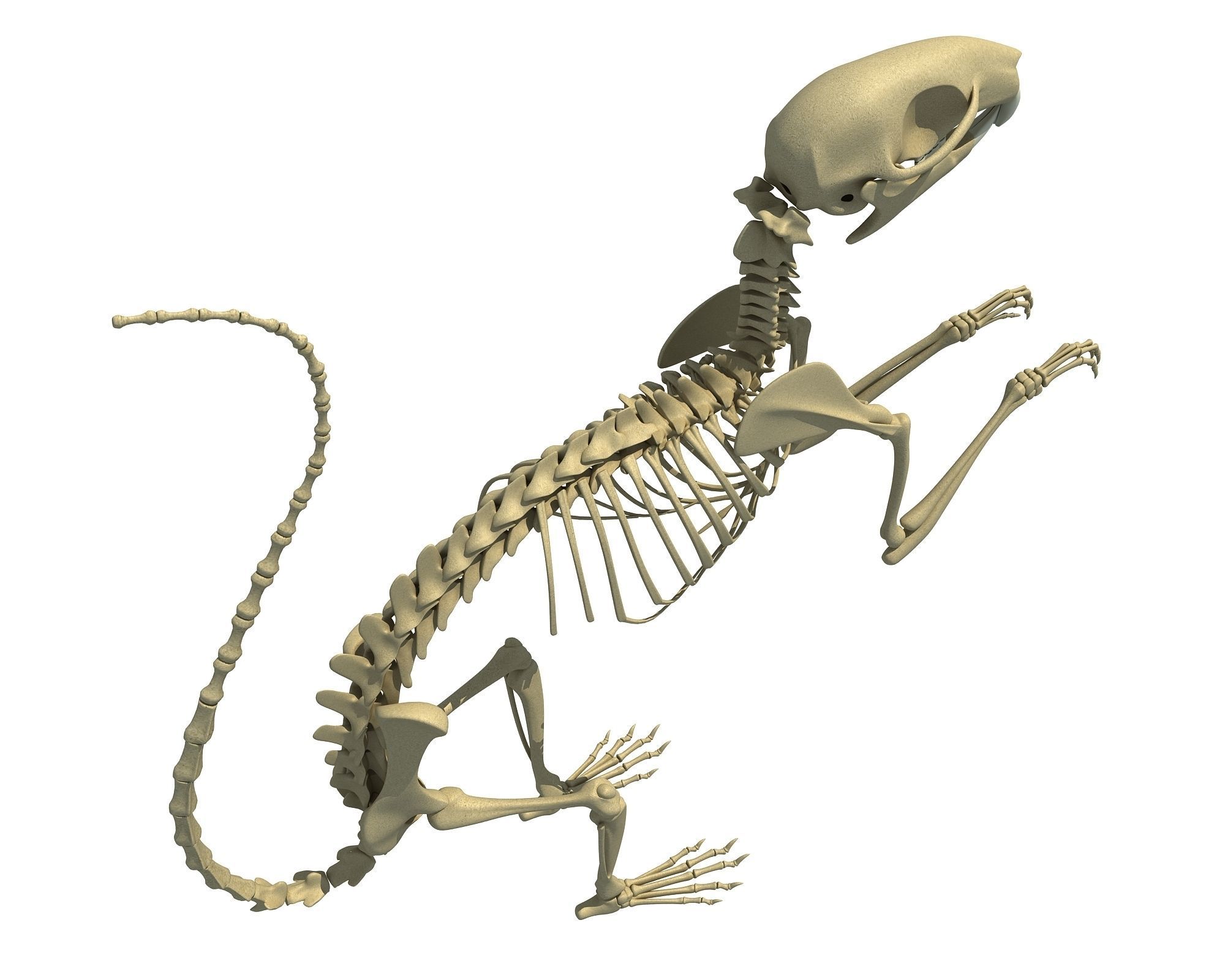 Squirrel Skeleton 3D model_3