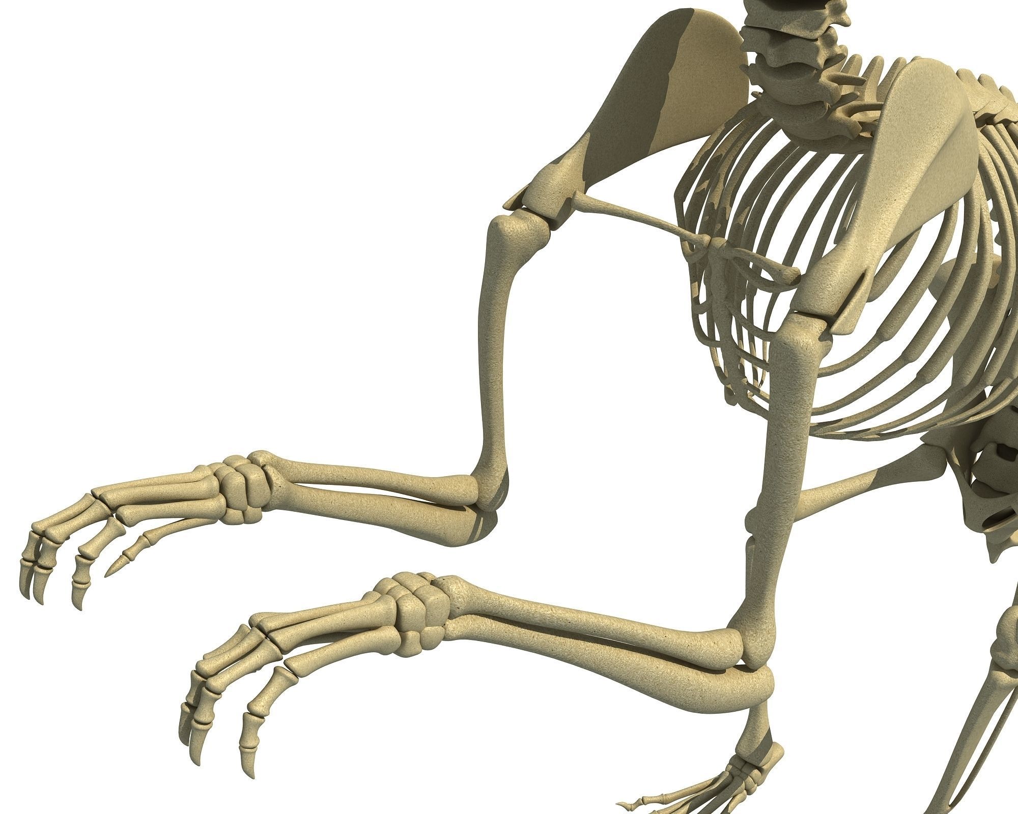 Squirrel Skeleton 3D model_13
