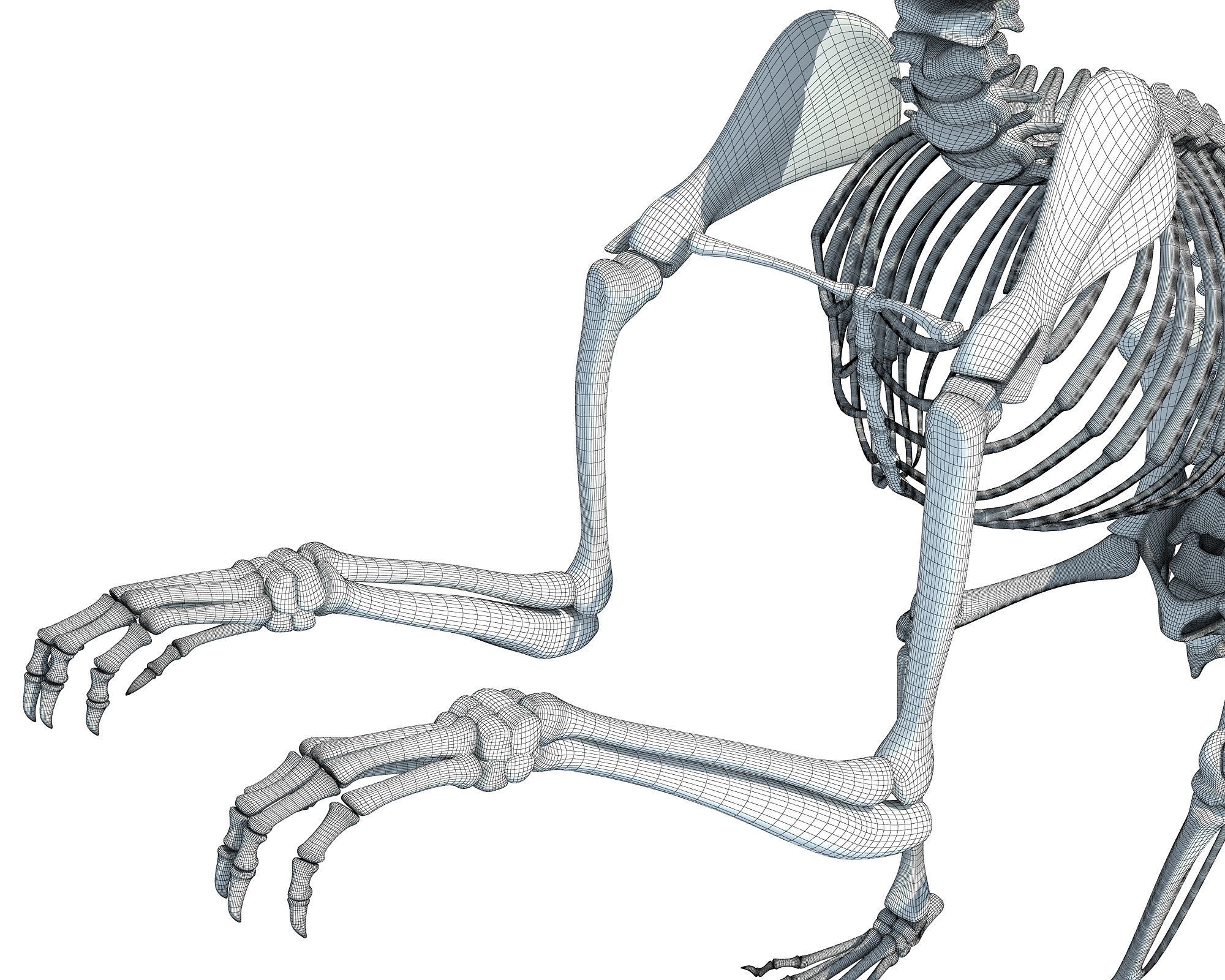 Squirrel Skeleton 3D model_16