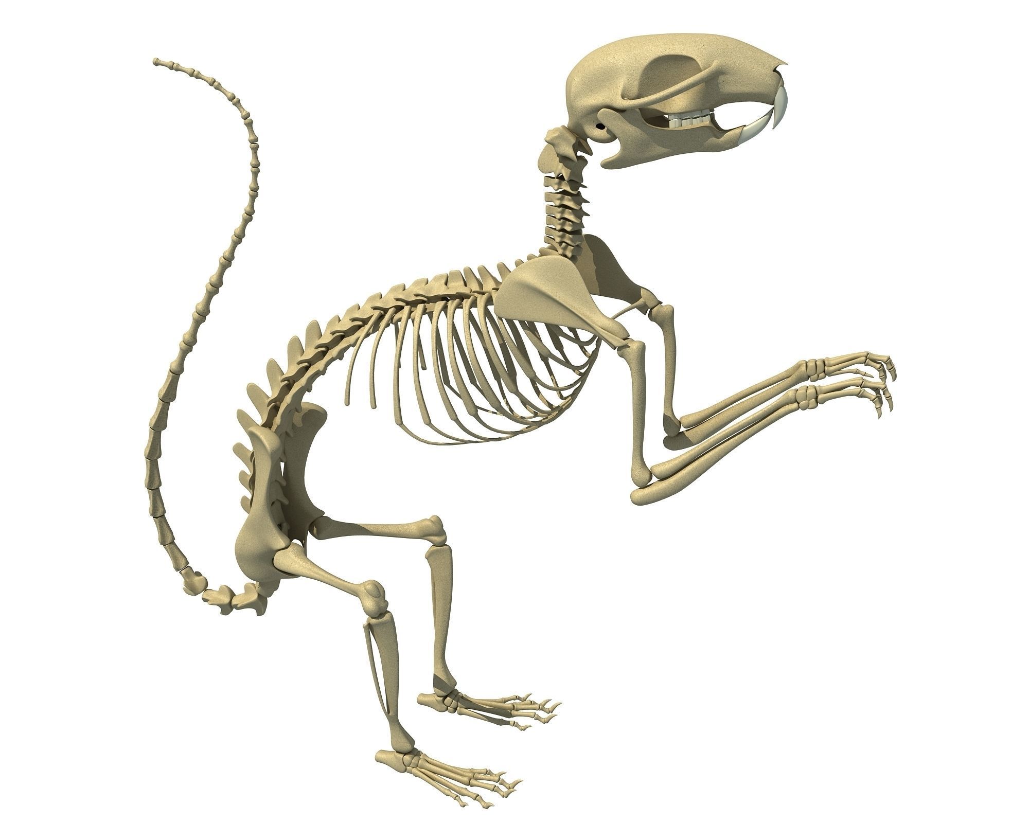 Squirrel Skeleton 3D model_9