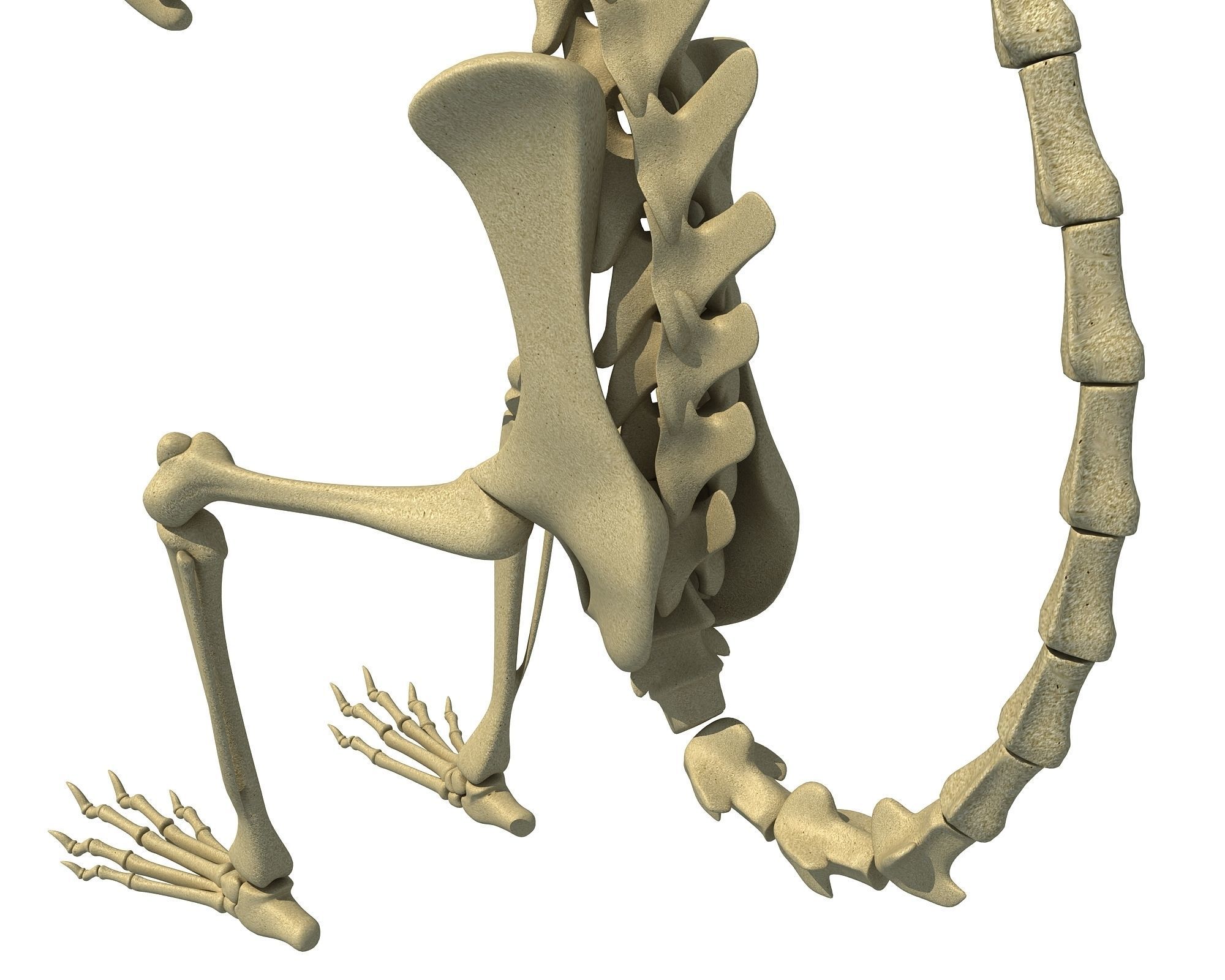 Squirrel Skeleton 3D model_11