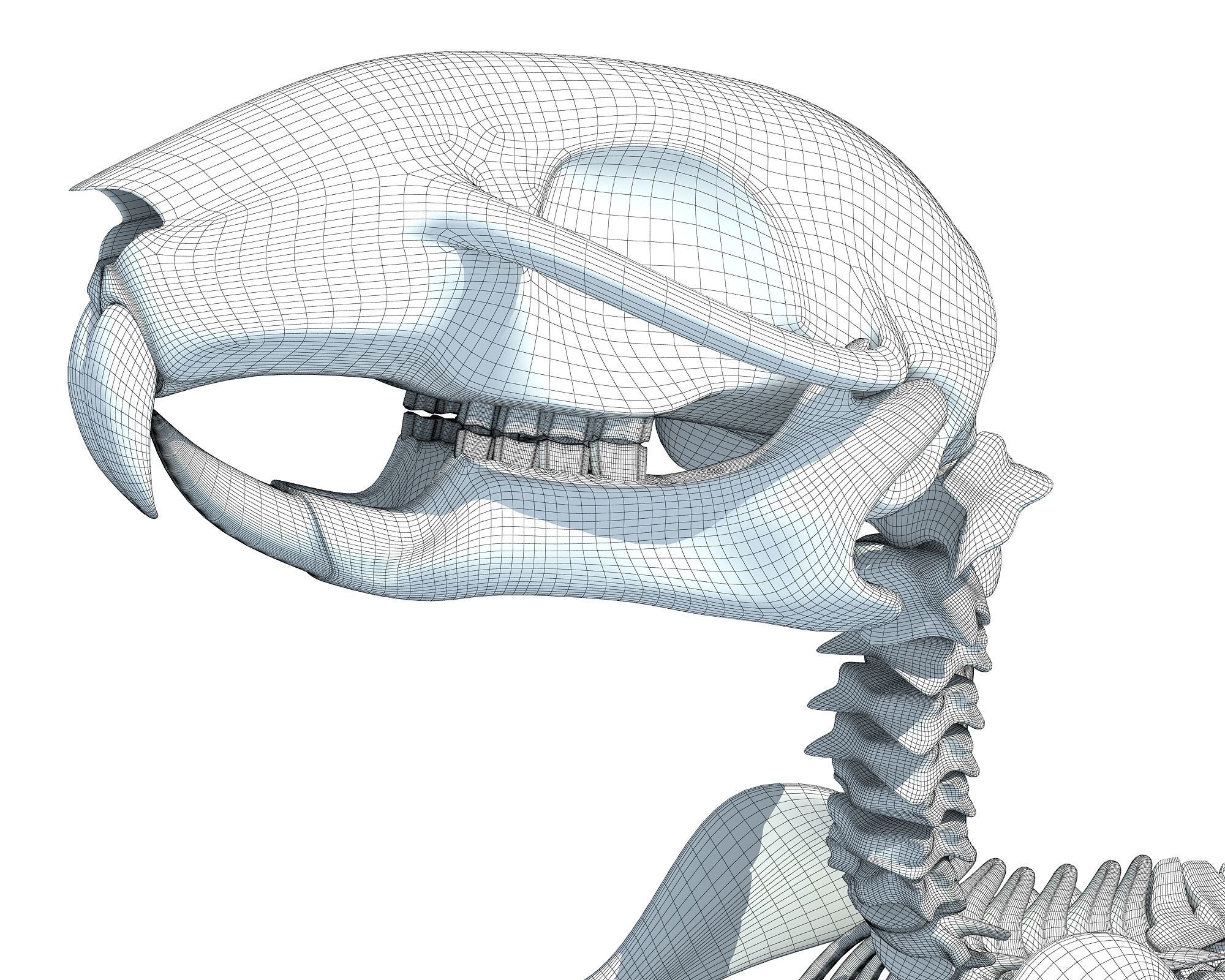 Squirrel Skeleton 3D model_17