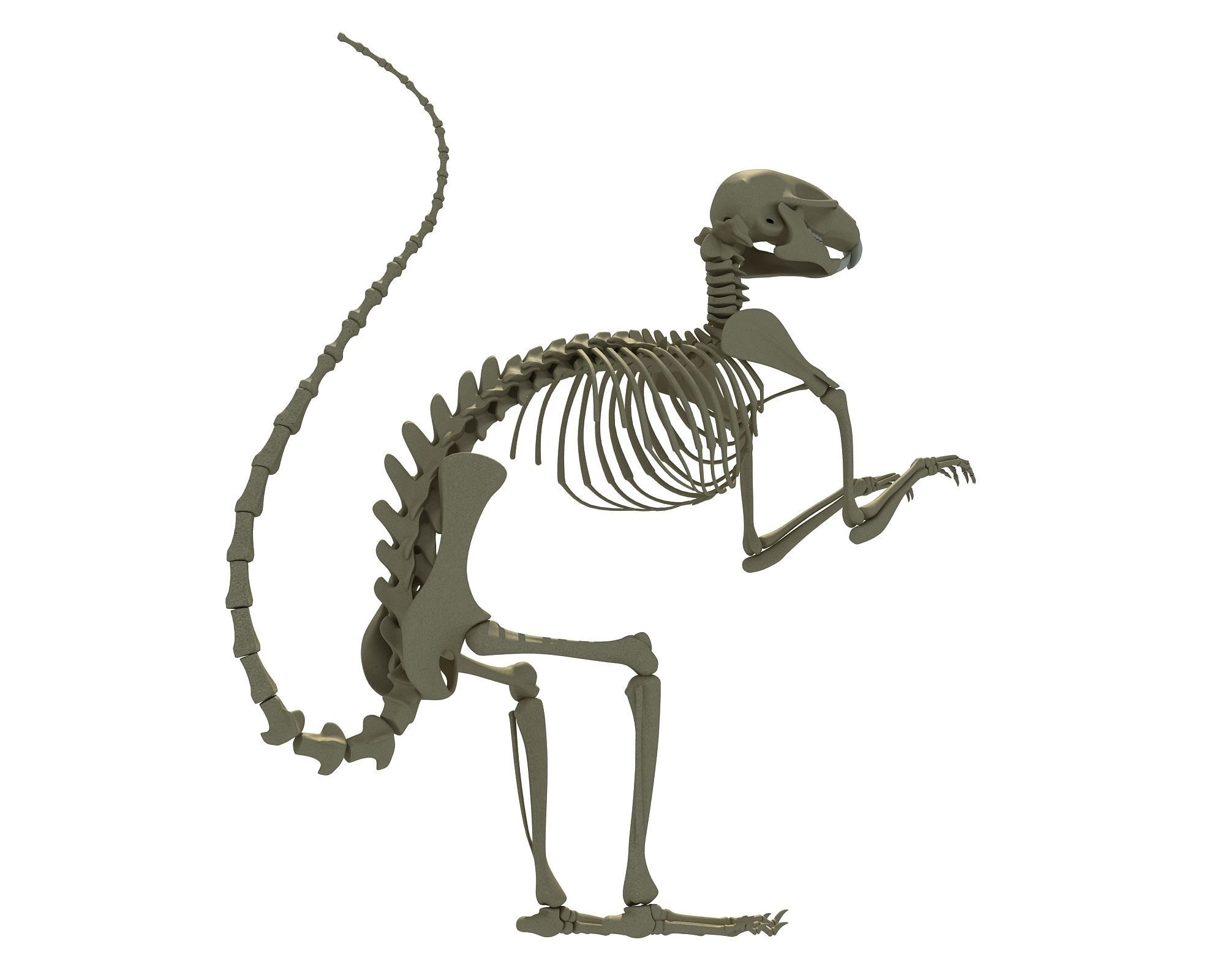 Squirrel Skeleton 3D model_7