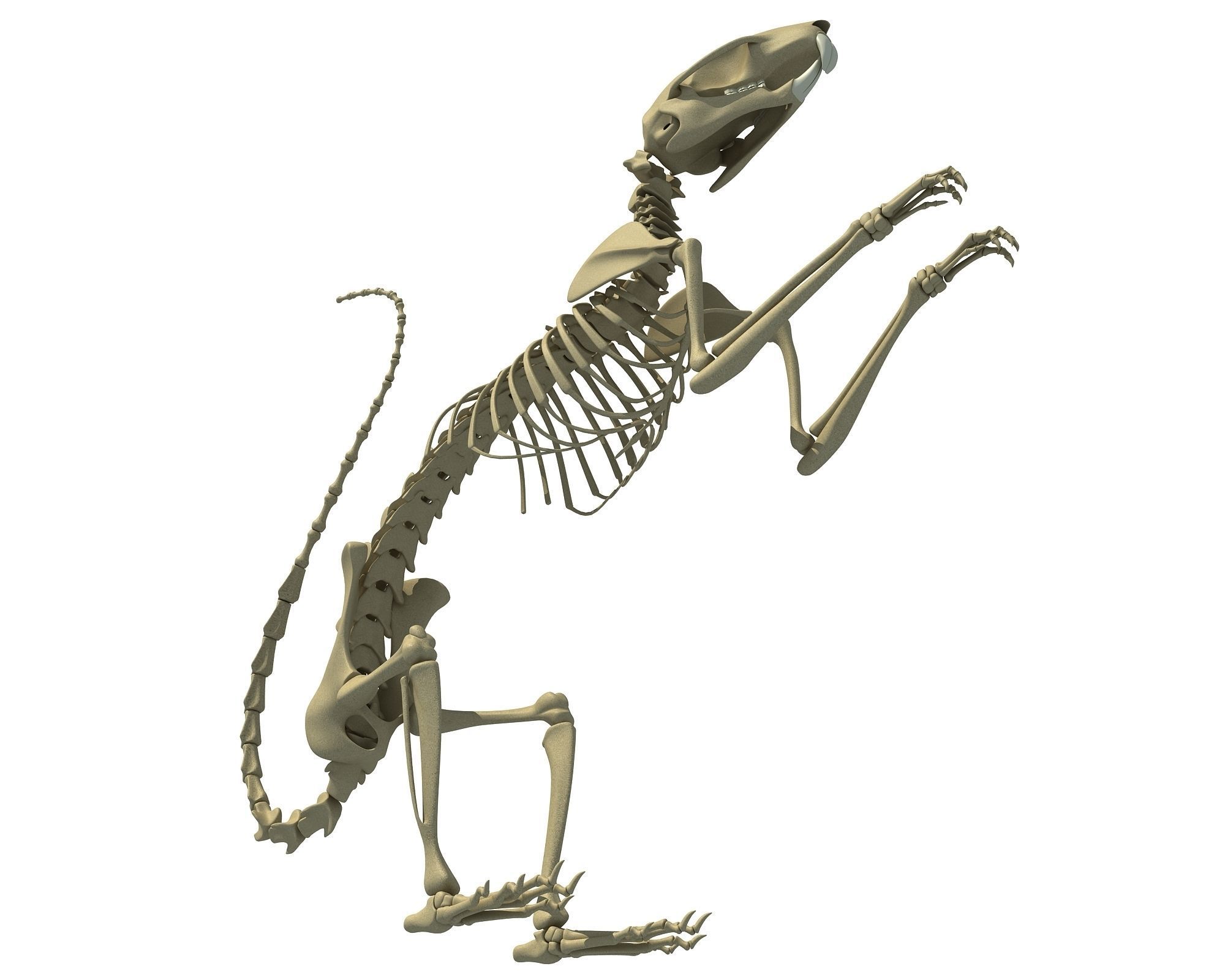 Squirrel Skeleton 3D model_2