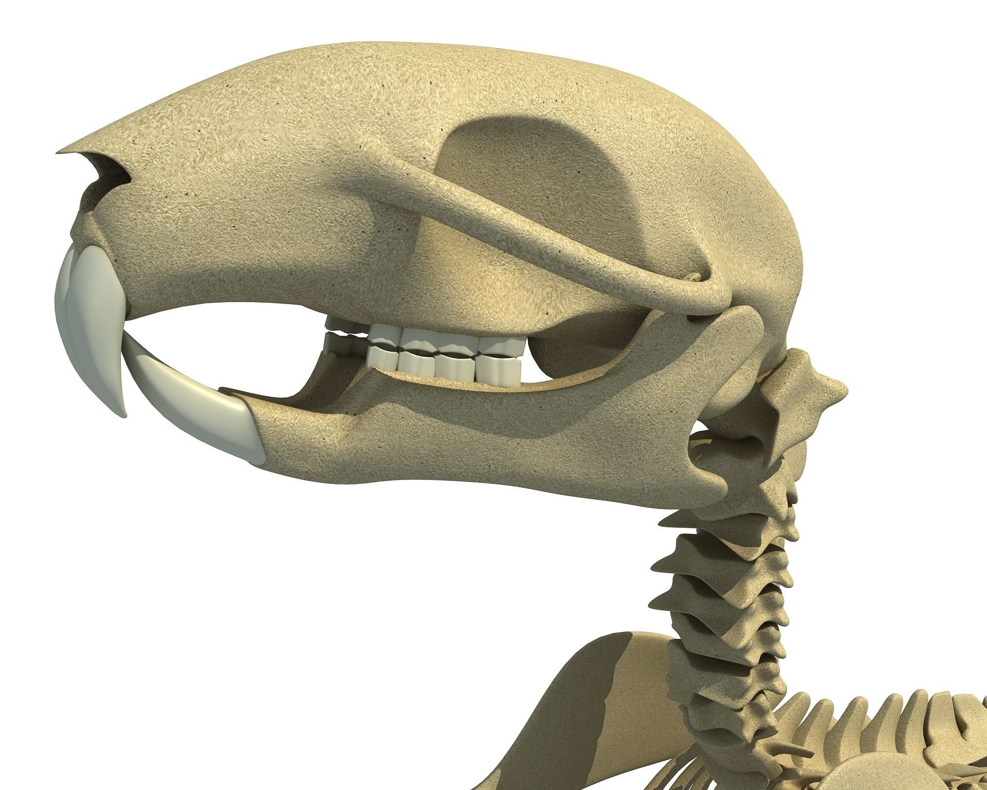 Squirrel Skeleton 3D model_10