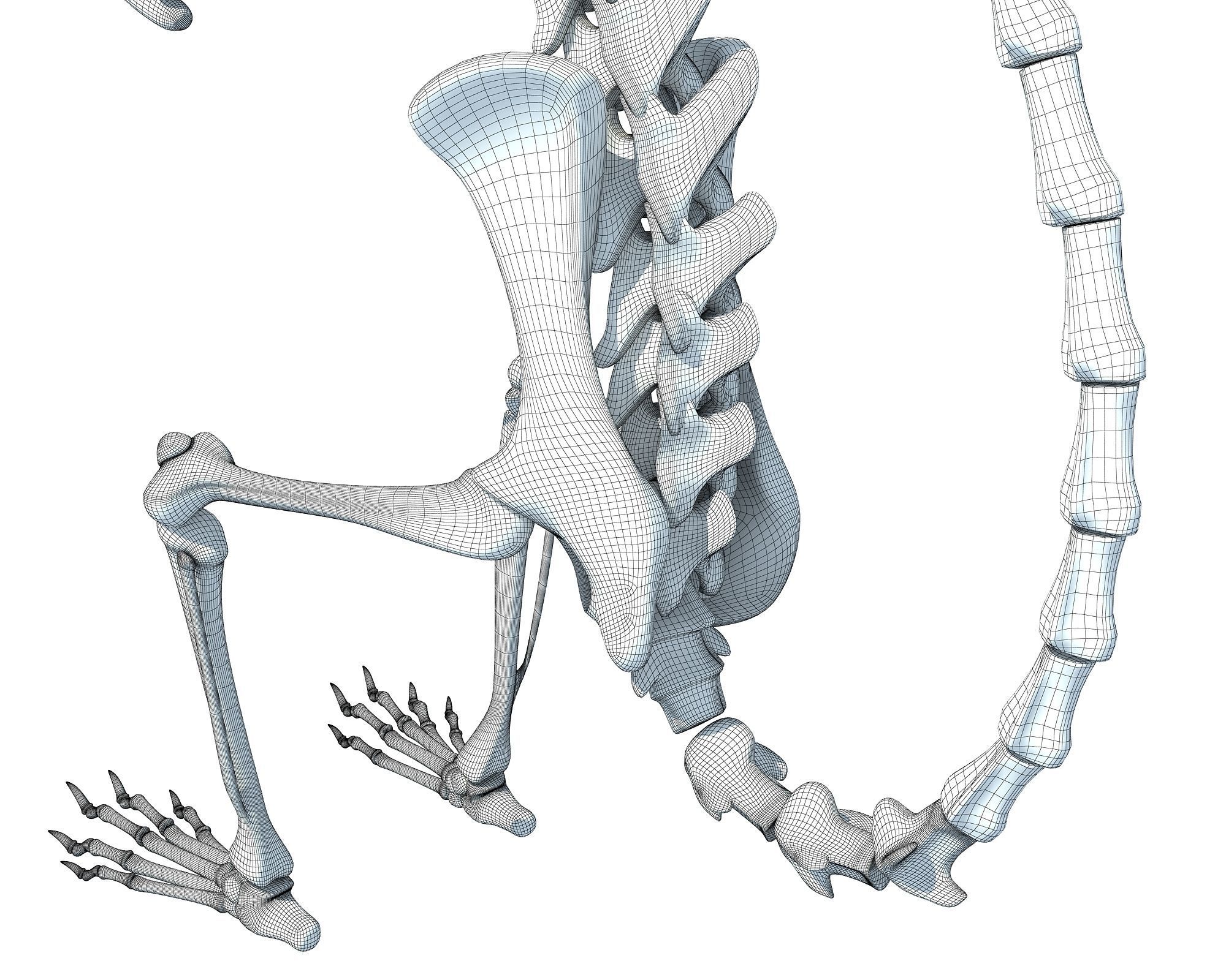 Squirrel Skeleton 3D model_18