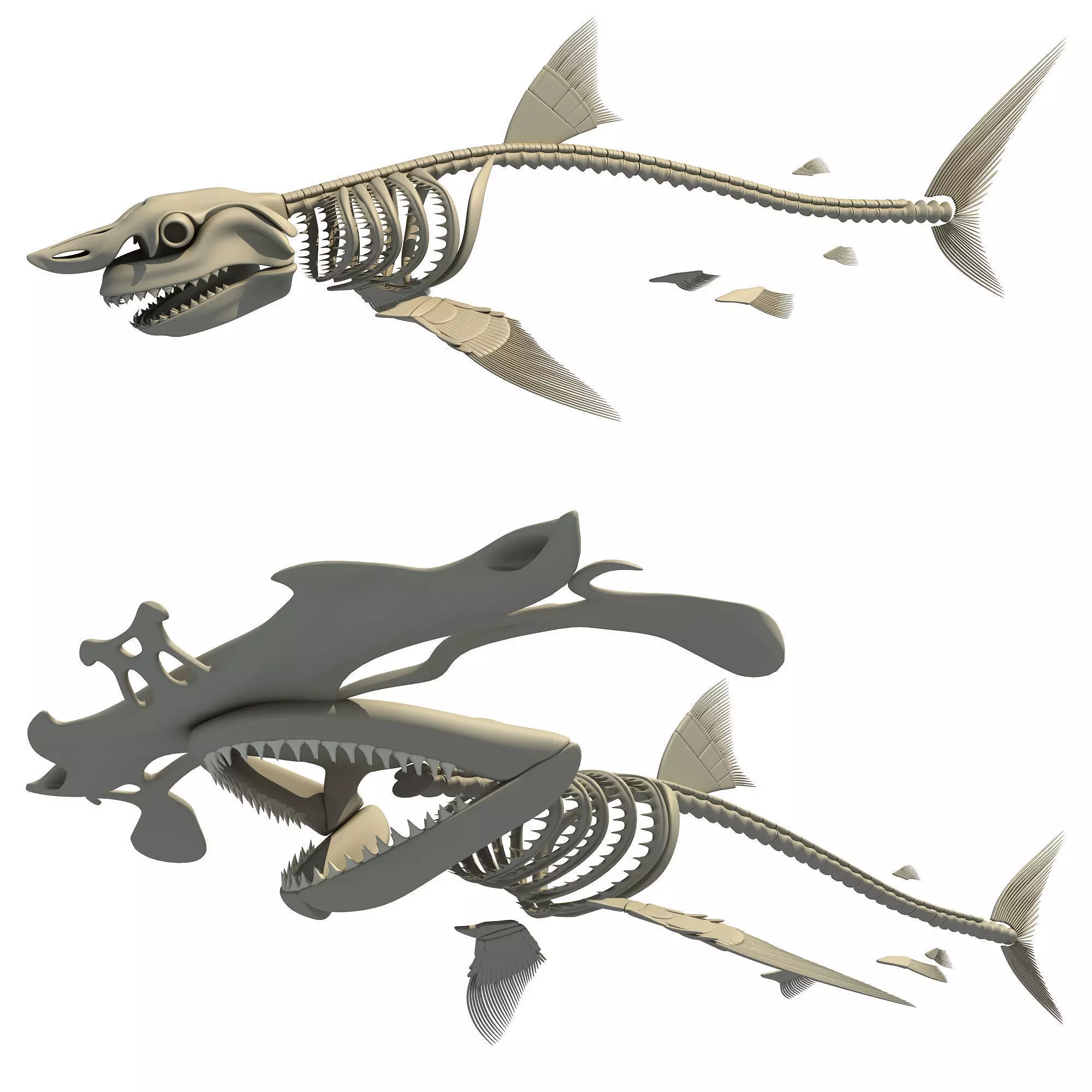 Set of Sharks Skeletons 3D model