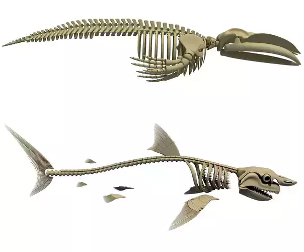 Shark and Blue Whale Skeletons 3D model