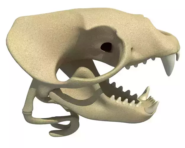 Sea Lion Zalophus Skull 3D model