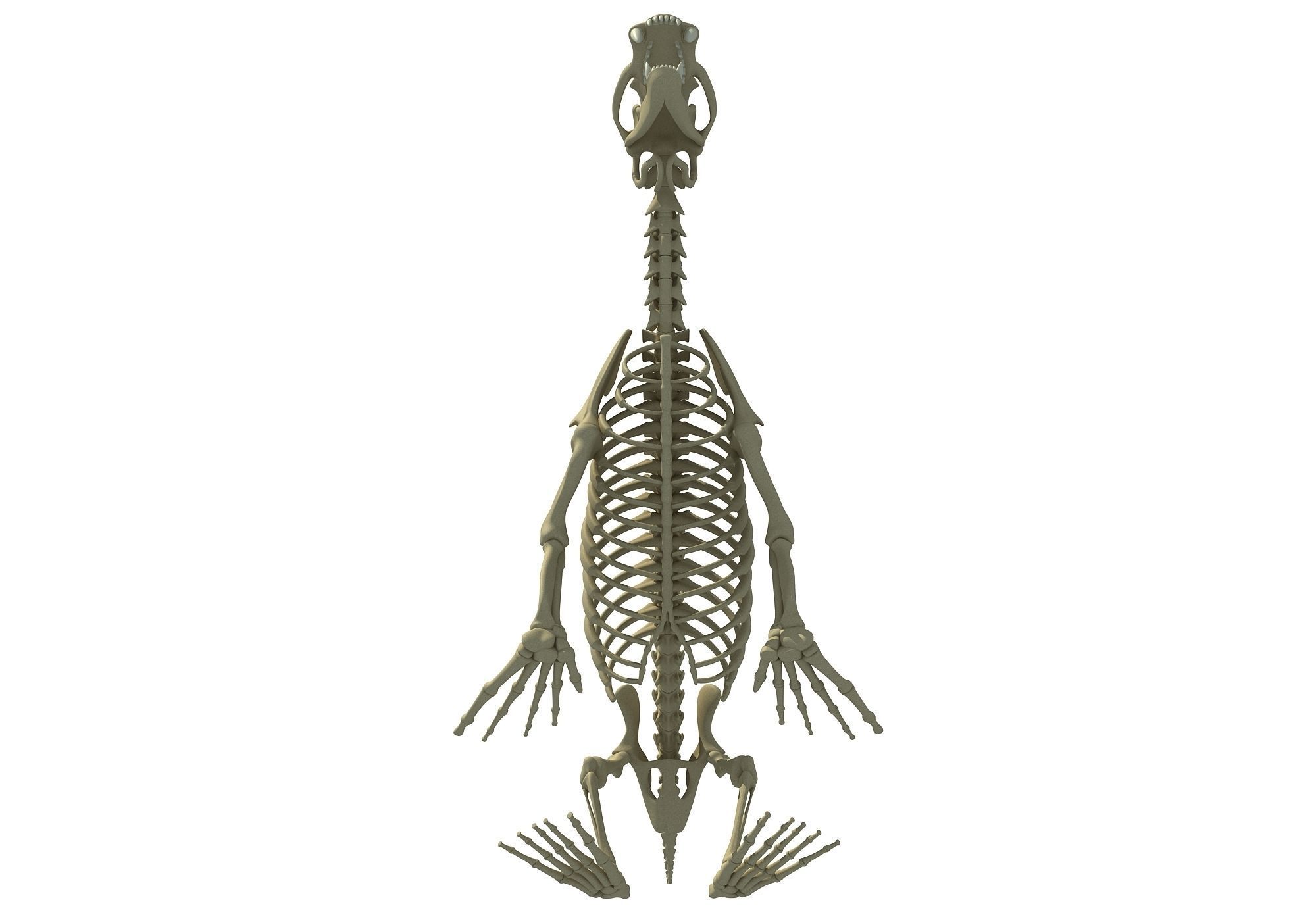 Sea Lion Skeleton 3D model_6