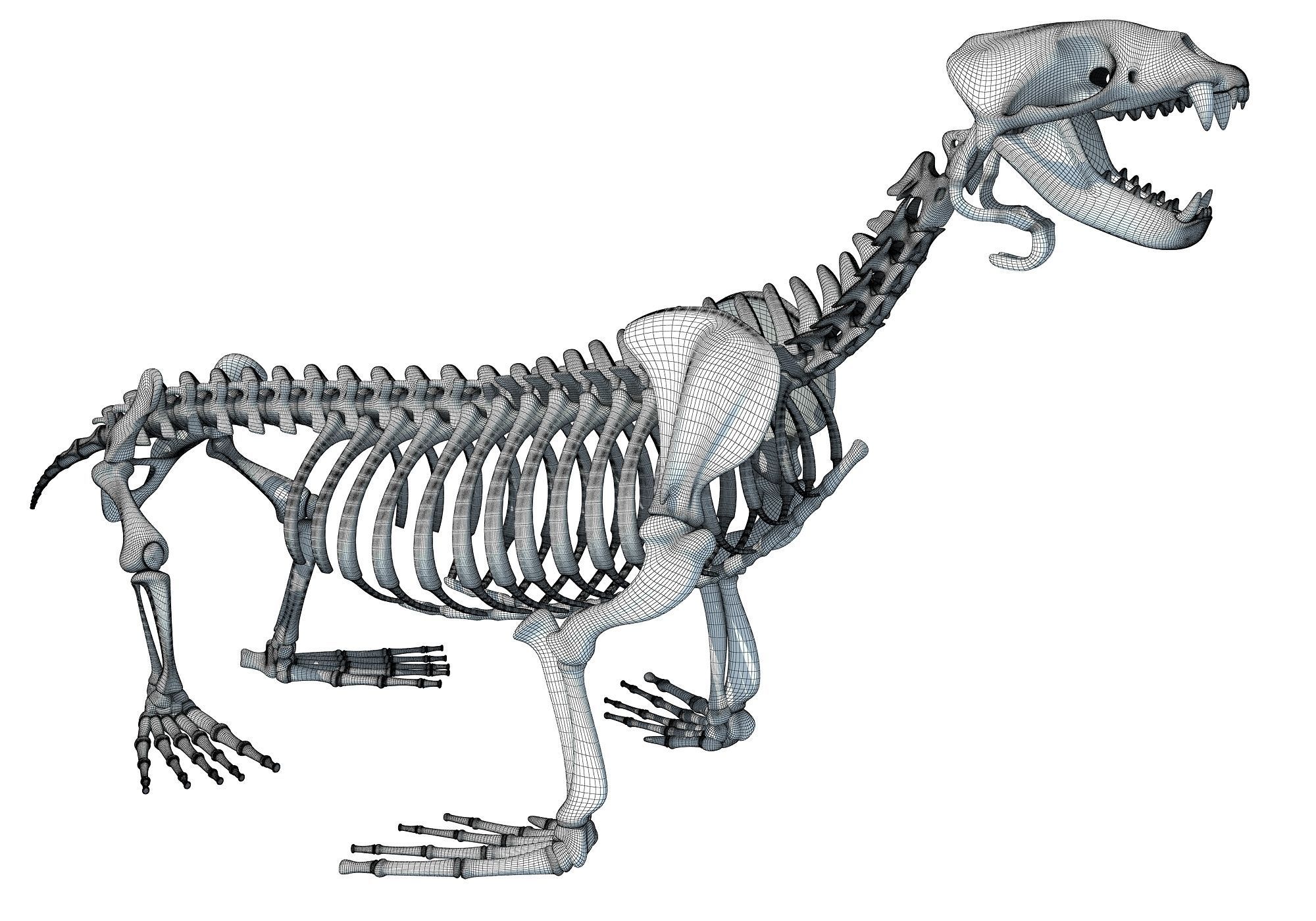 Sea Lion Skeleton 3D model_15