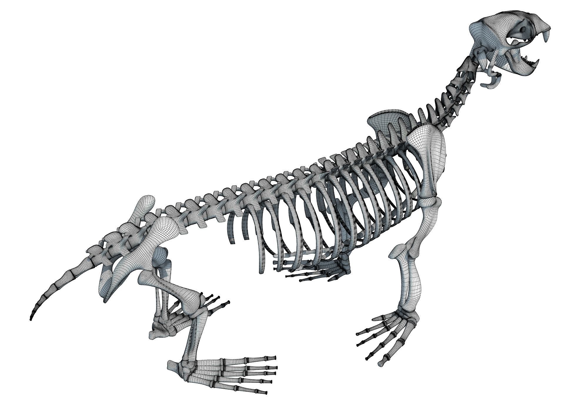 Sea Lion Skeleton 3D model_17