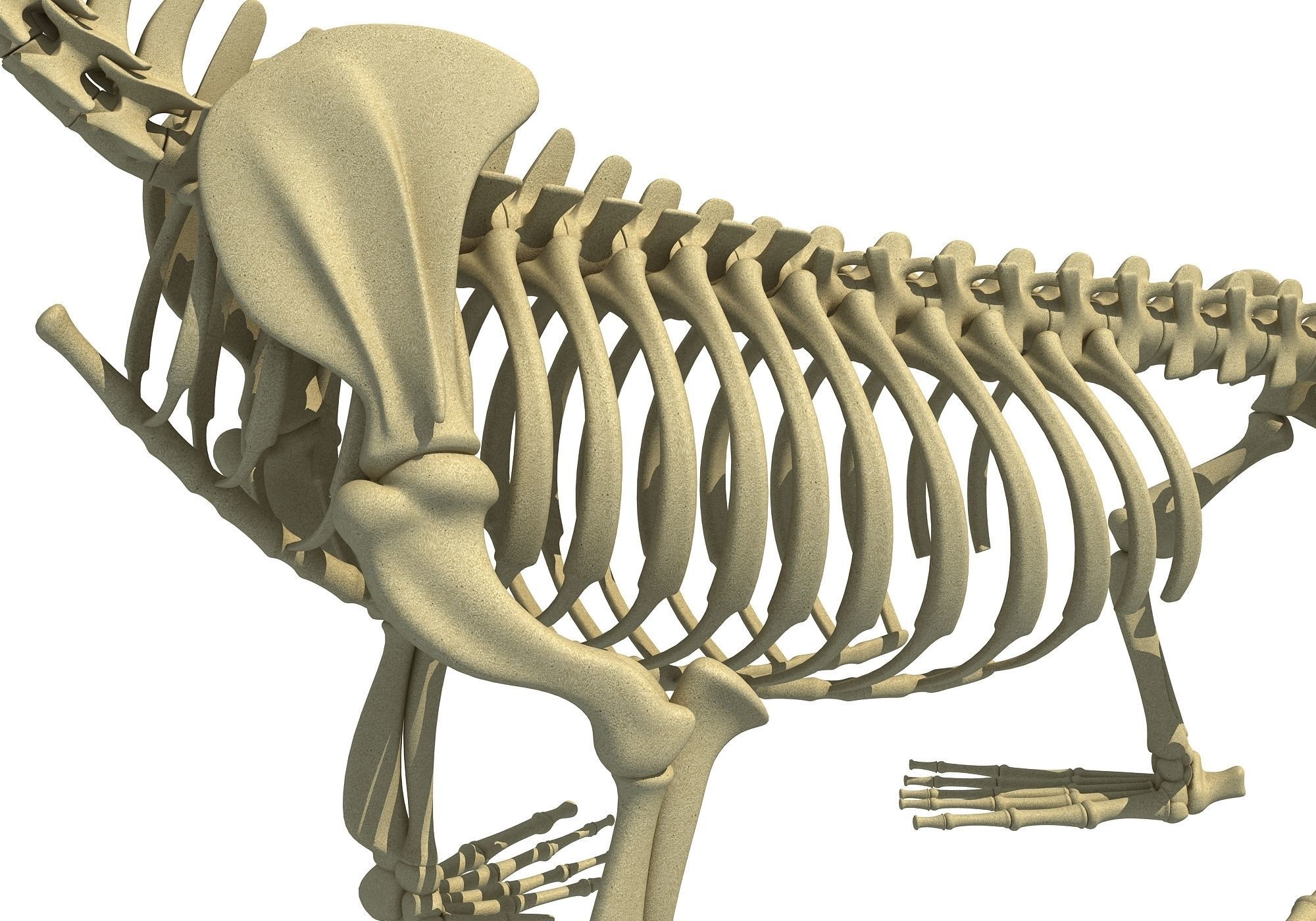 Sea Lion Skeleton 3D model_13