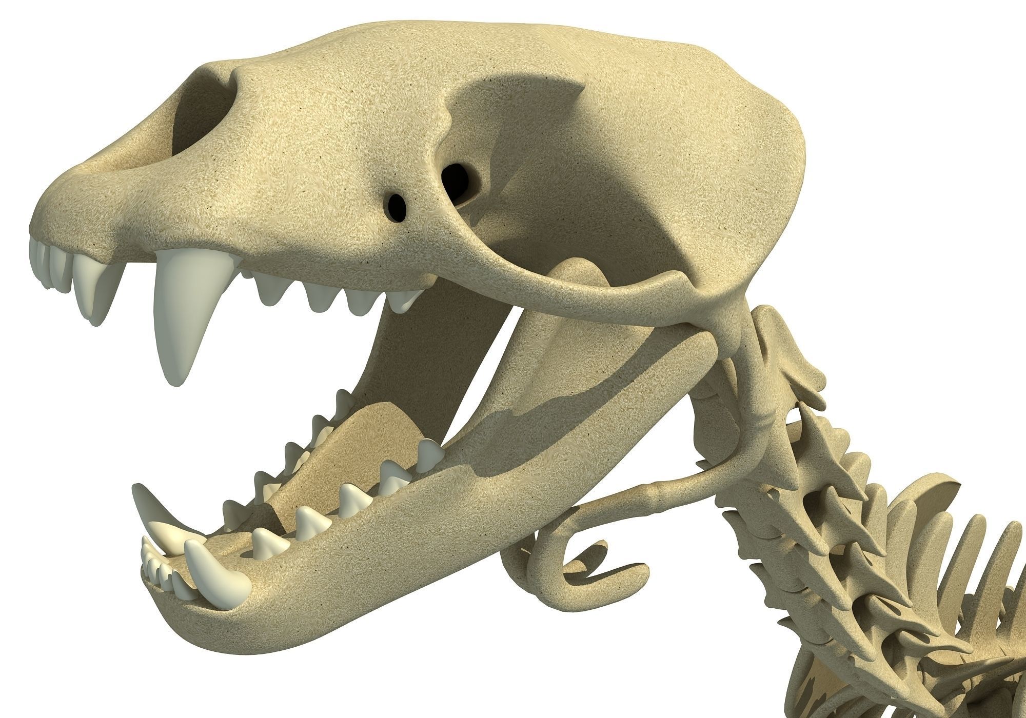 Sea Lion Skeleton 3D model_14