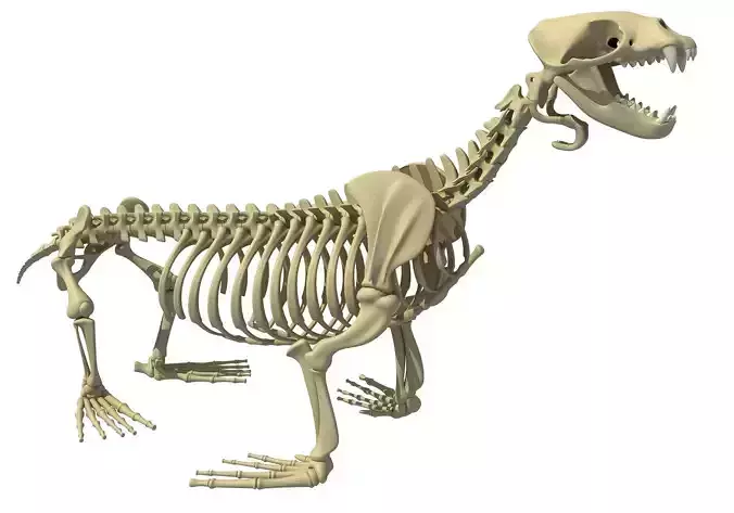 Sea Lion Skeleton 3D model