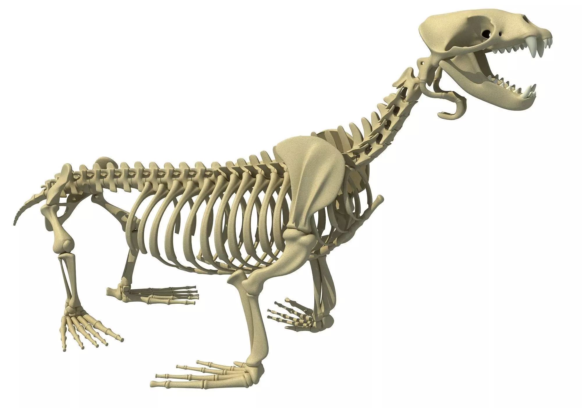 Sea Lion Skeleton 3D model_0