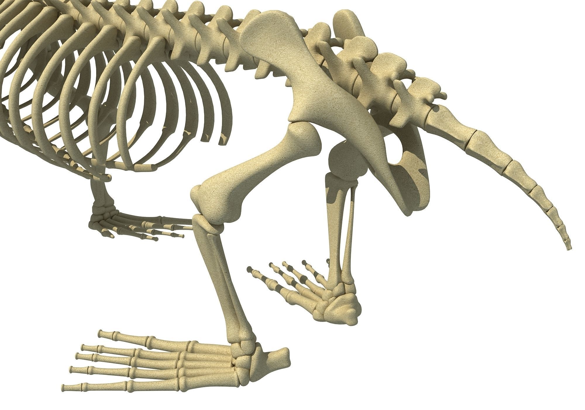 Sea Lion Skeleton 3D model_12
