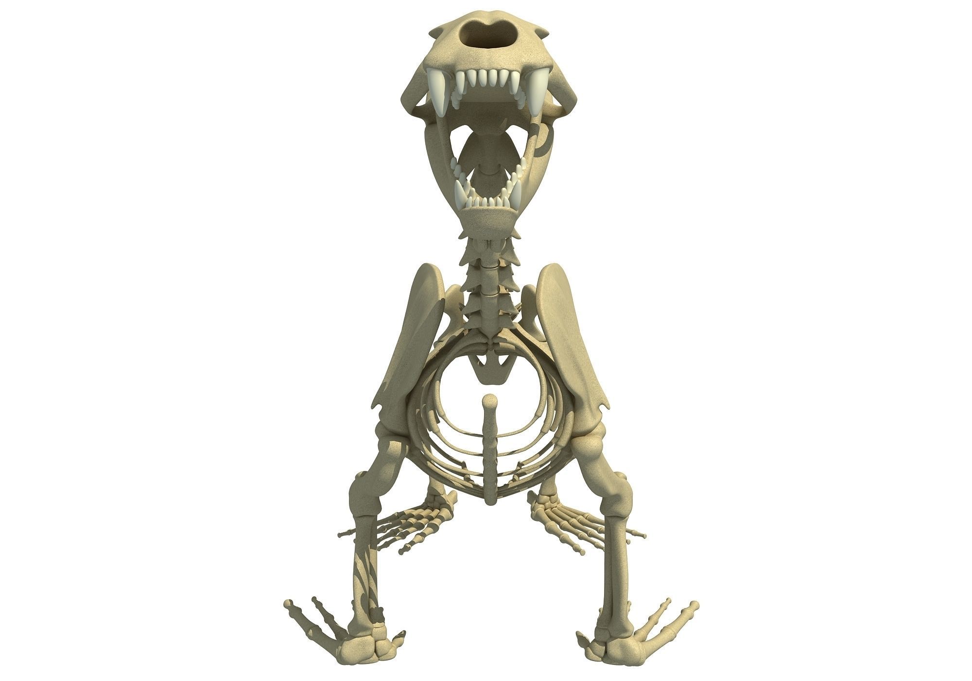 Sea Lion Skeleton 3D model_2